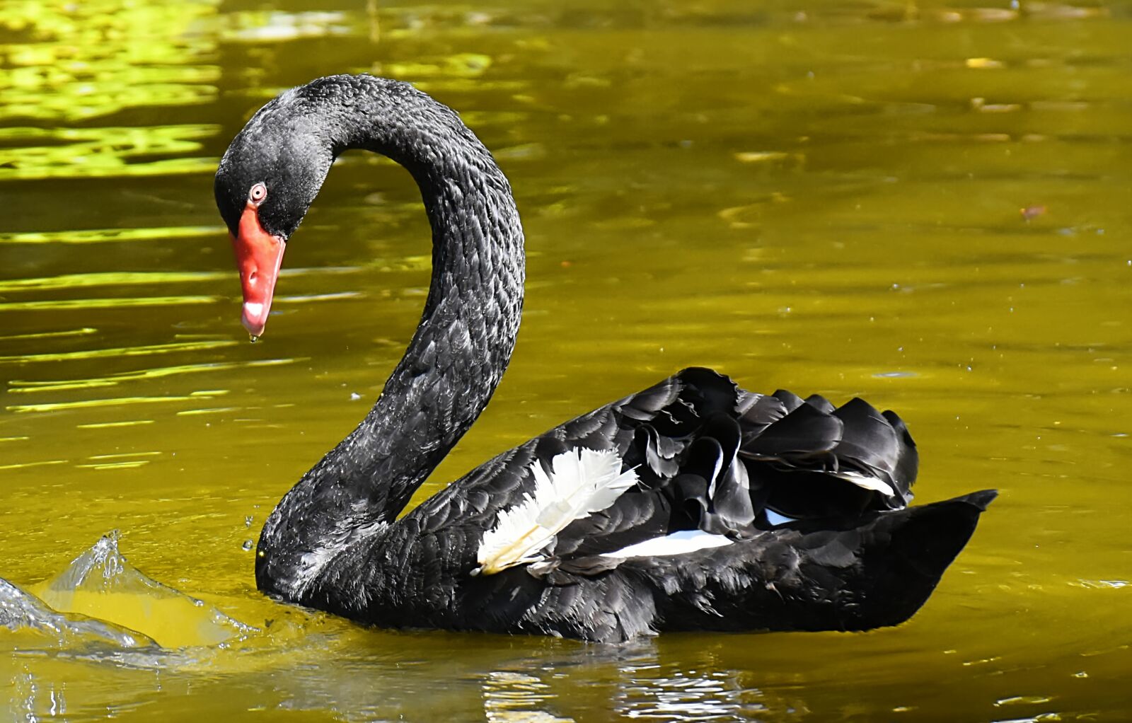 Nikon D7200 sample photo. Swan, black, water bird photography