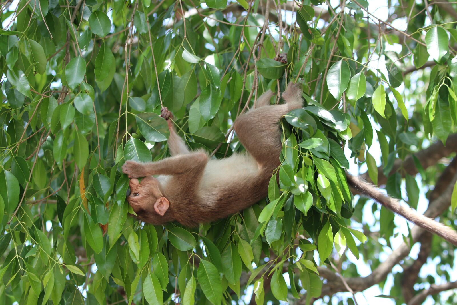 Canon EF 70-300 F4-5.6 IS II USM sample photo. Monkey, leaves, lunch photography