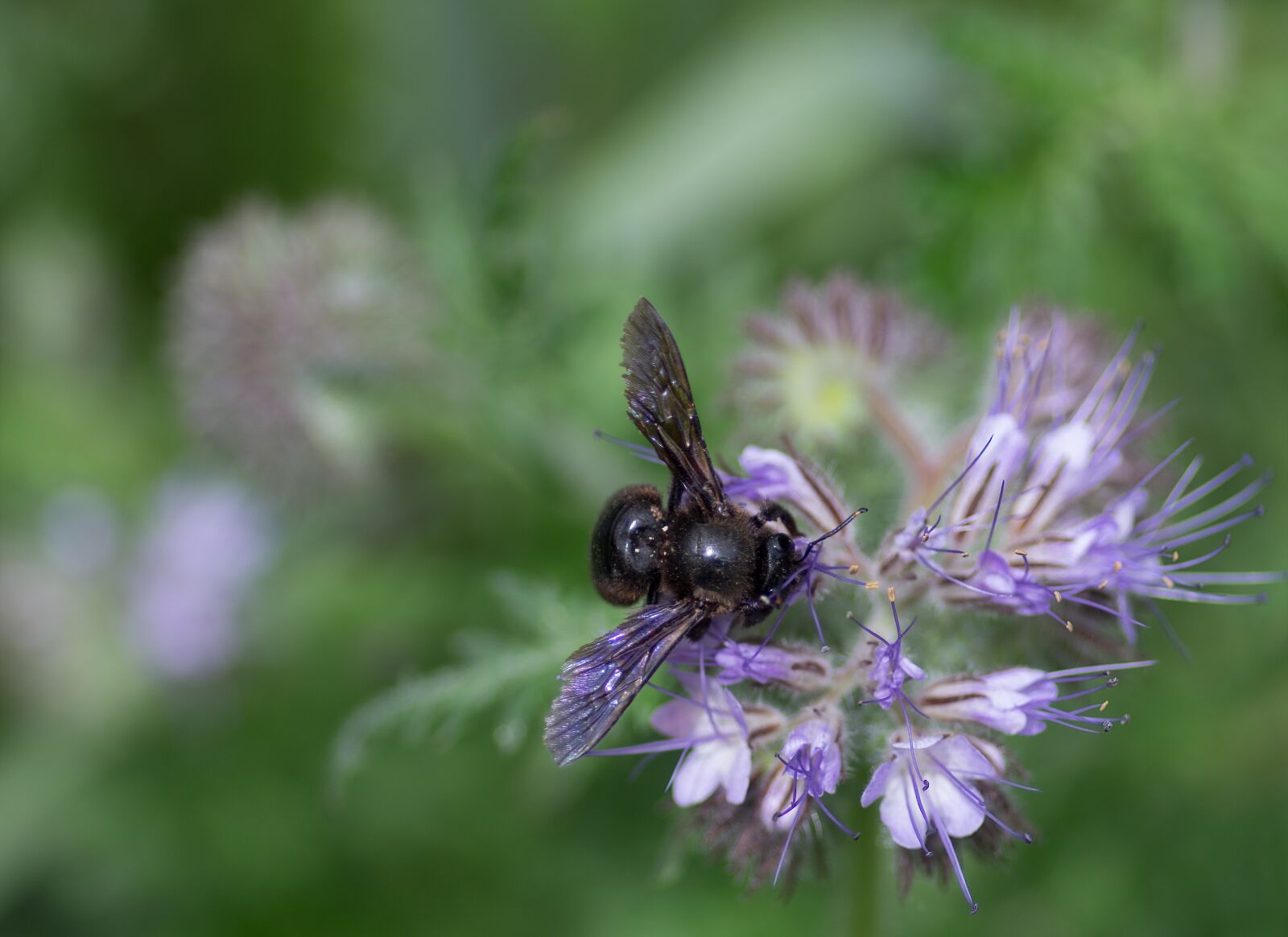 Pentax smc D-FA 100mm F2.8 macro sample photo. Apidae, carpenter bee, xylocopa photography