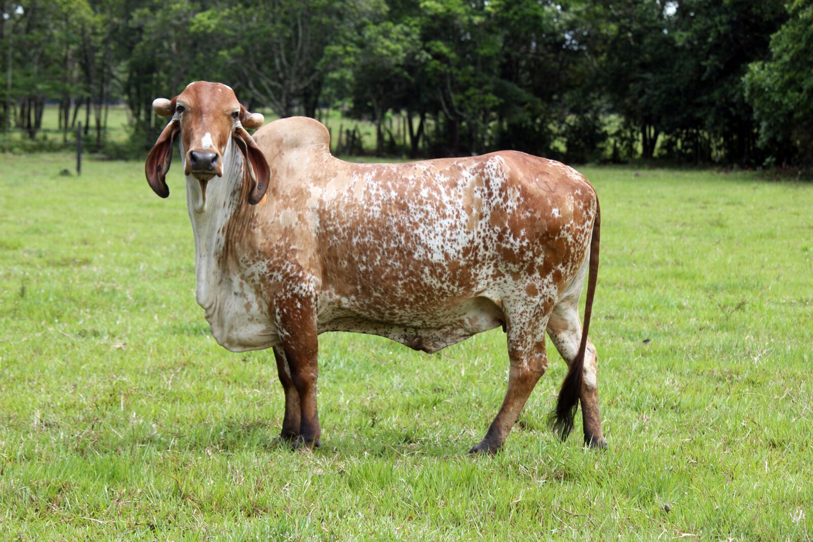 Canon EOS 550D (EOS Rebel T2i / EOS Kiss X4) sample photo. Livestock, bovine, chunks photography