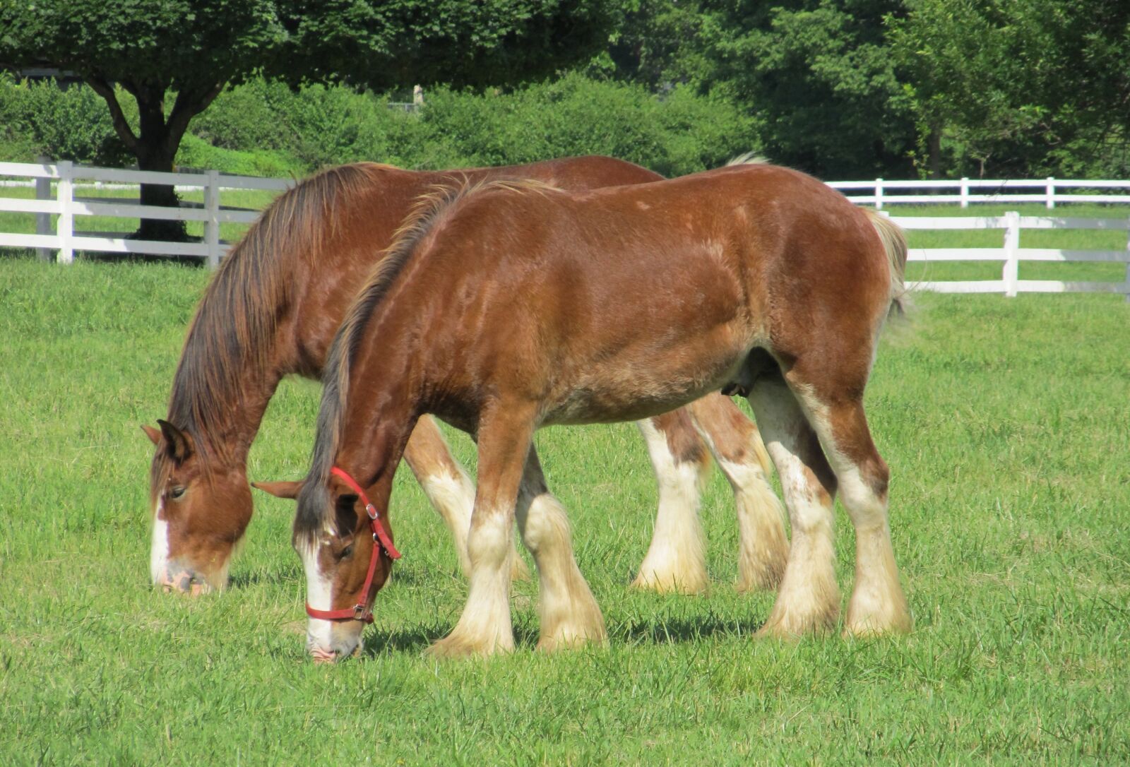 Canon PowerShot SX130 IS sample photo. Clydesdales, horses, yearlings photography
