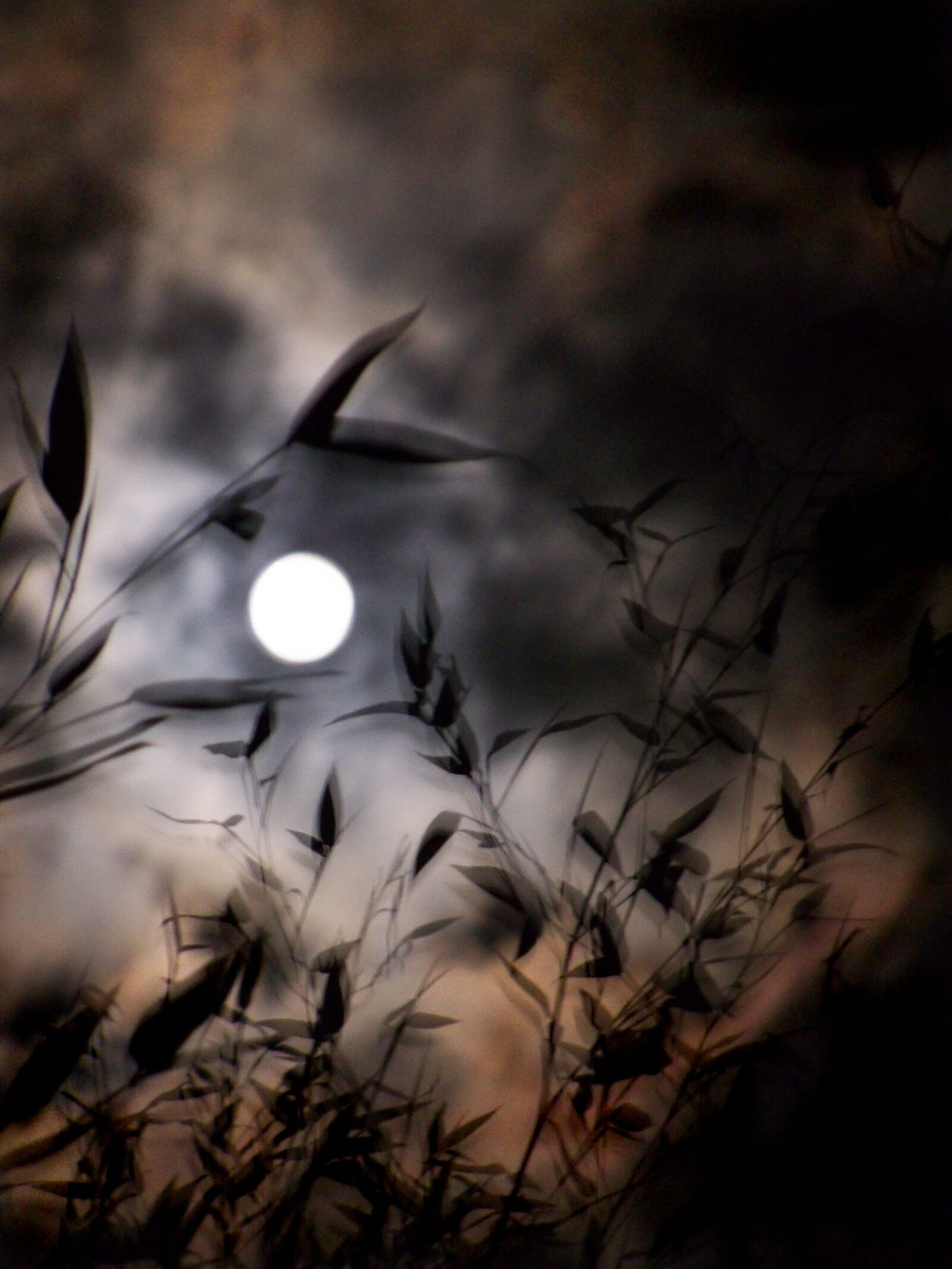 Kodak EasyShare Z915 sample photo. Moon, storm, bamboo photography