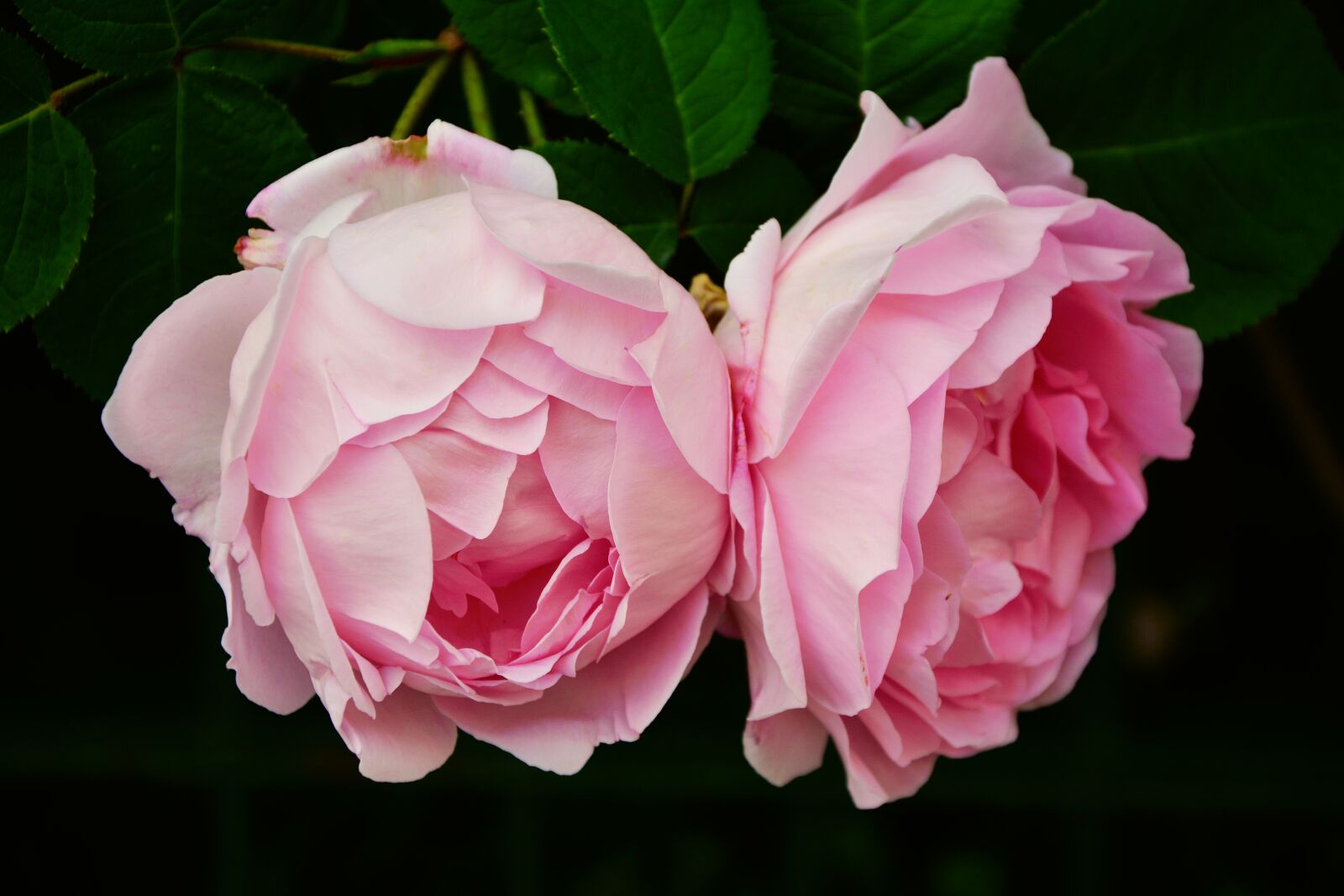 Nikon D5200 sample photo. Rose, pink rose, rose photography