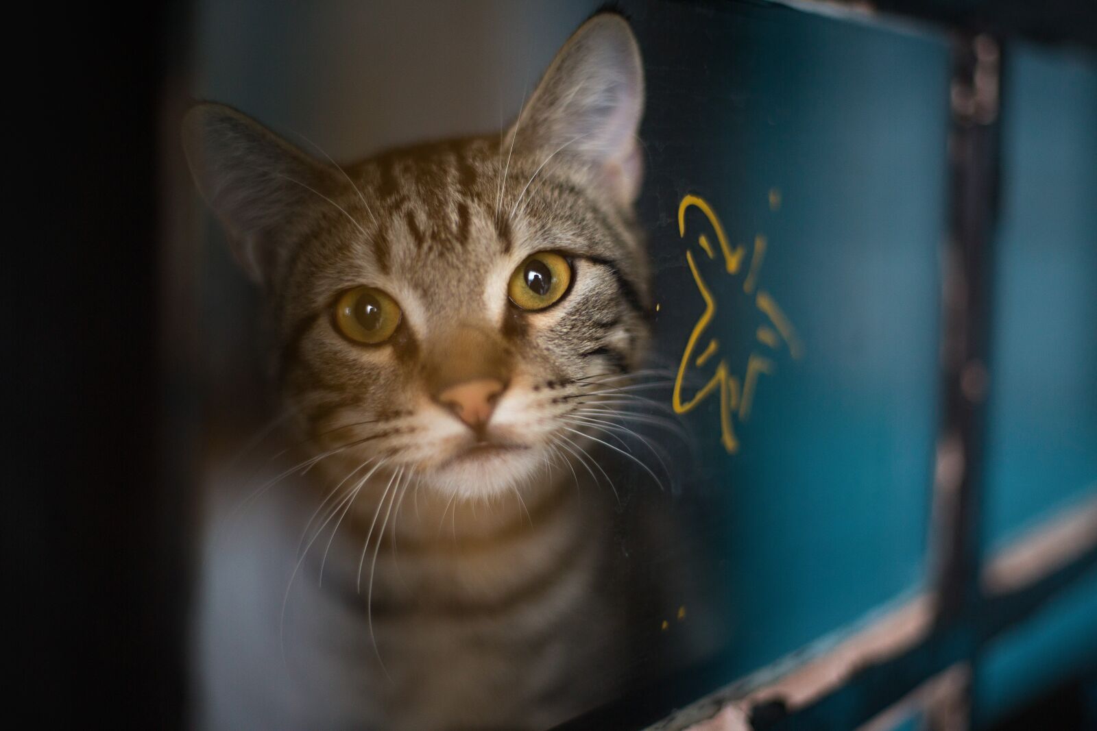 Canon EF 50mm F1.4 USM sample photo. Cat, animal, kitten photography