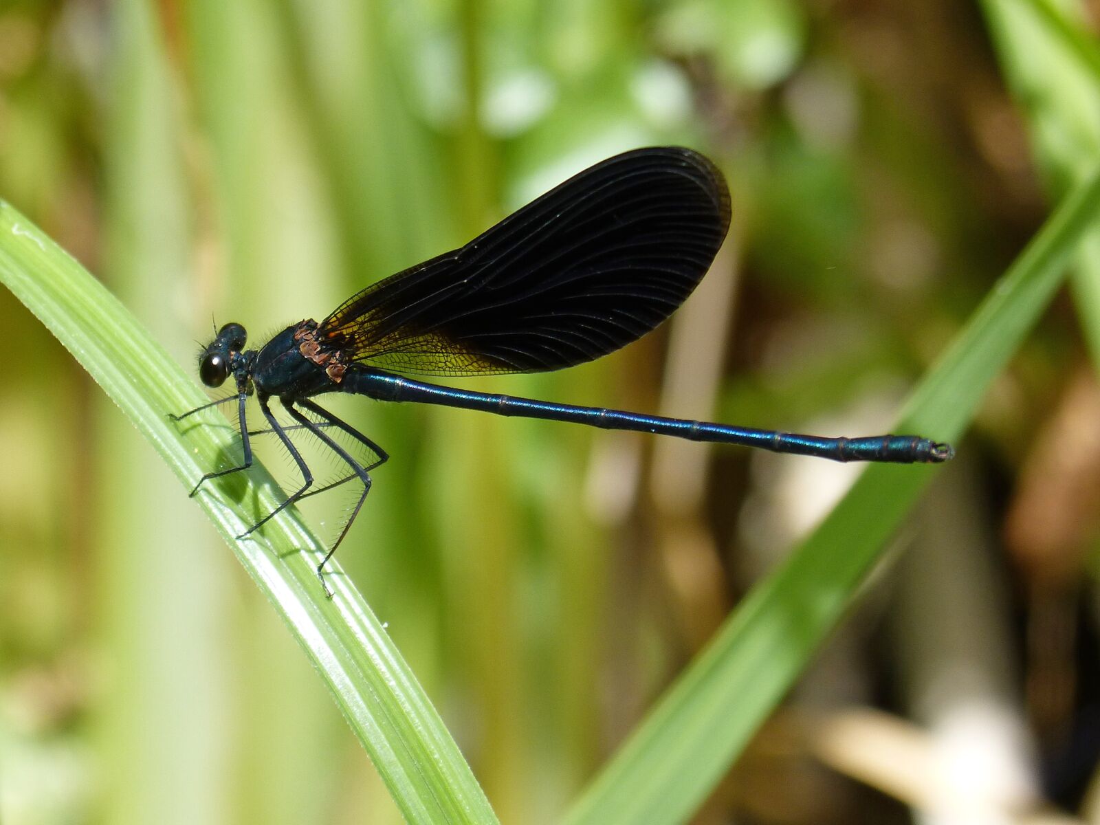 Panasonic DMC-FZ62 sample photo. Black dragonfly, damselfly, wetland photography