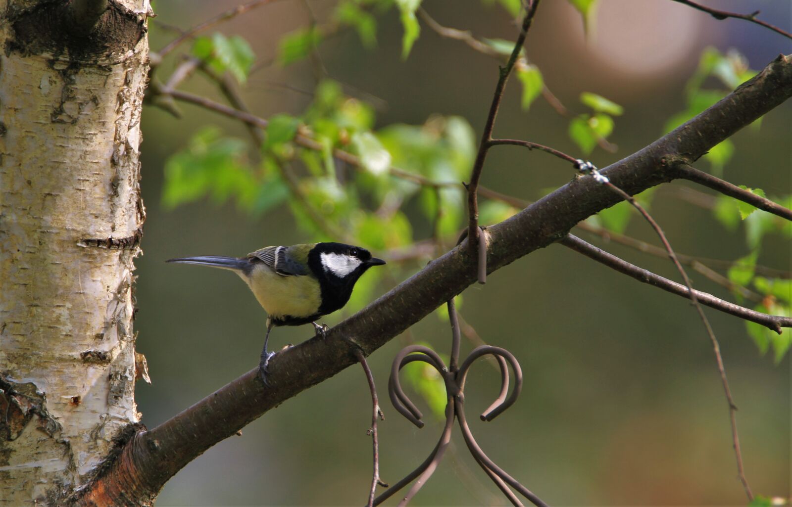 Tamron SP 150-600mm F5-6.3 Di VC USD sample photo. Tit, bird, songbird photography
