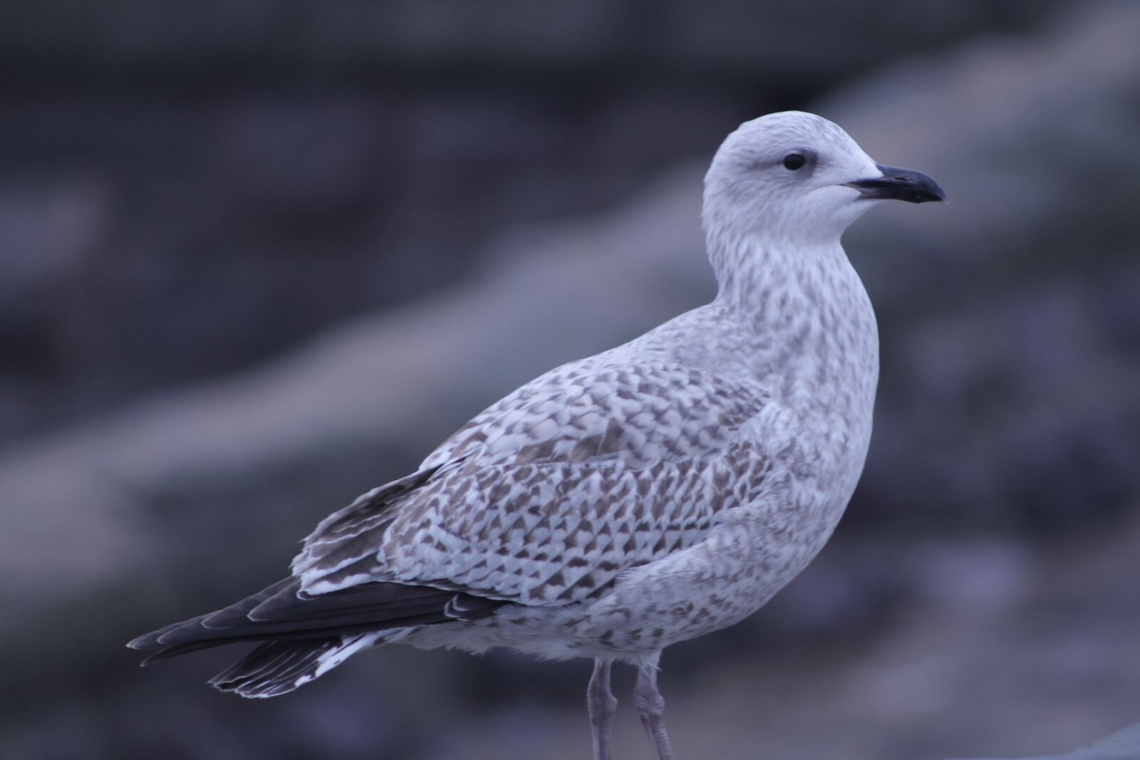 Canon EF 75-300mm f/4-5.6 sample photo. Seagulls, rocks, nature photography