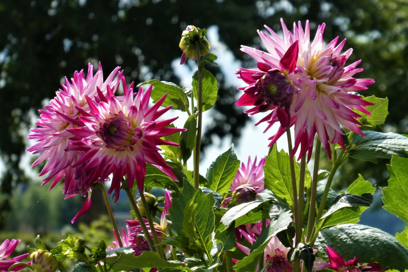 Panasonic Lumix DC-ZS70 (Lumix DC-TZ90) sample photo. Flower, dahlia, petals photography