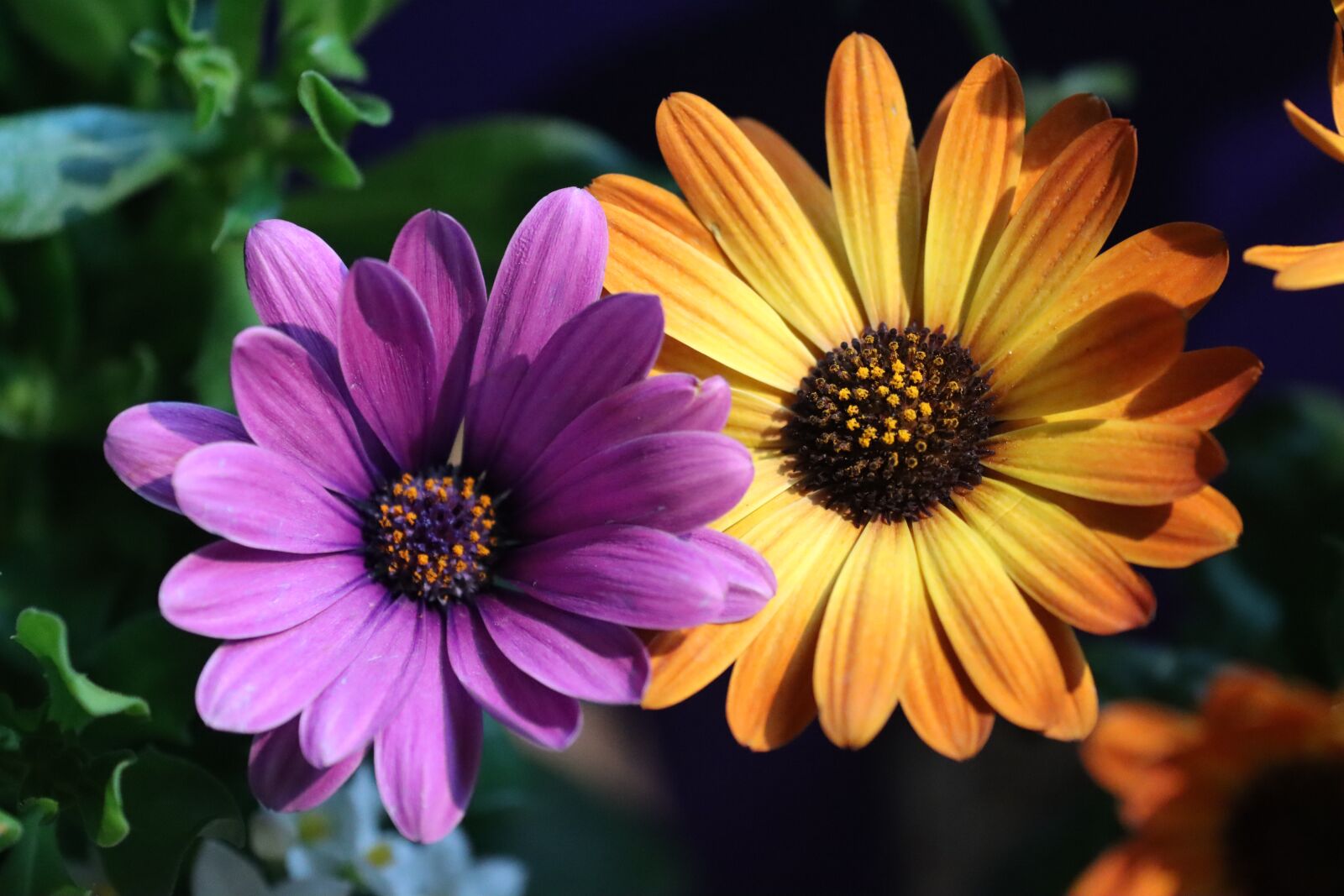 Canon EOS 90D sample photo. Flowers, bloom, spring photography