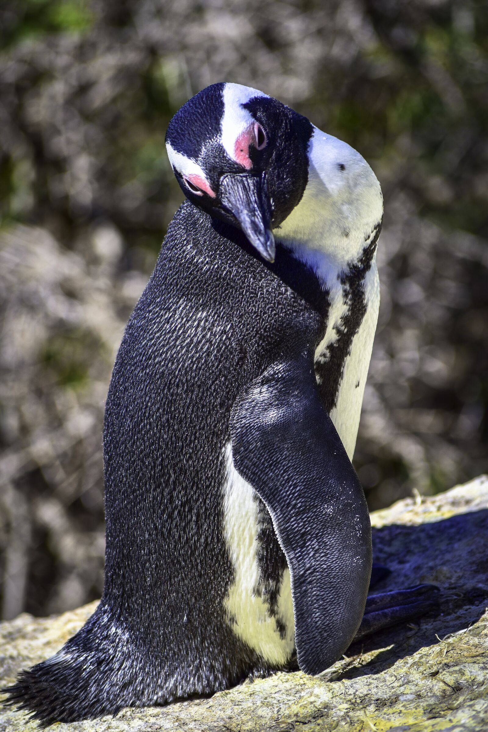 Nikon D5500 sample photo. African penguin, boulders beach photography