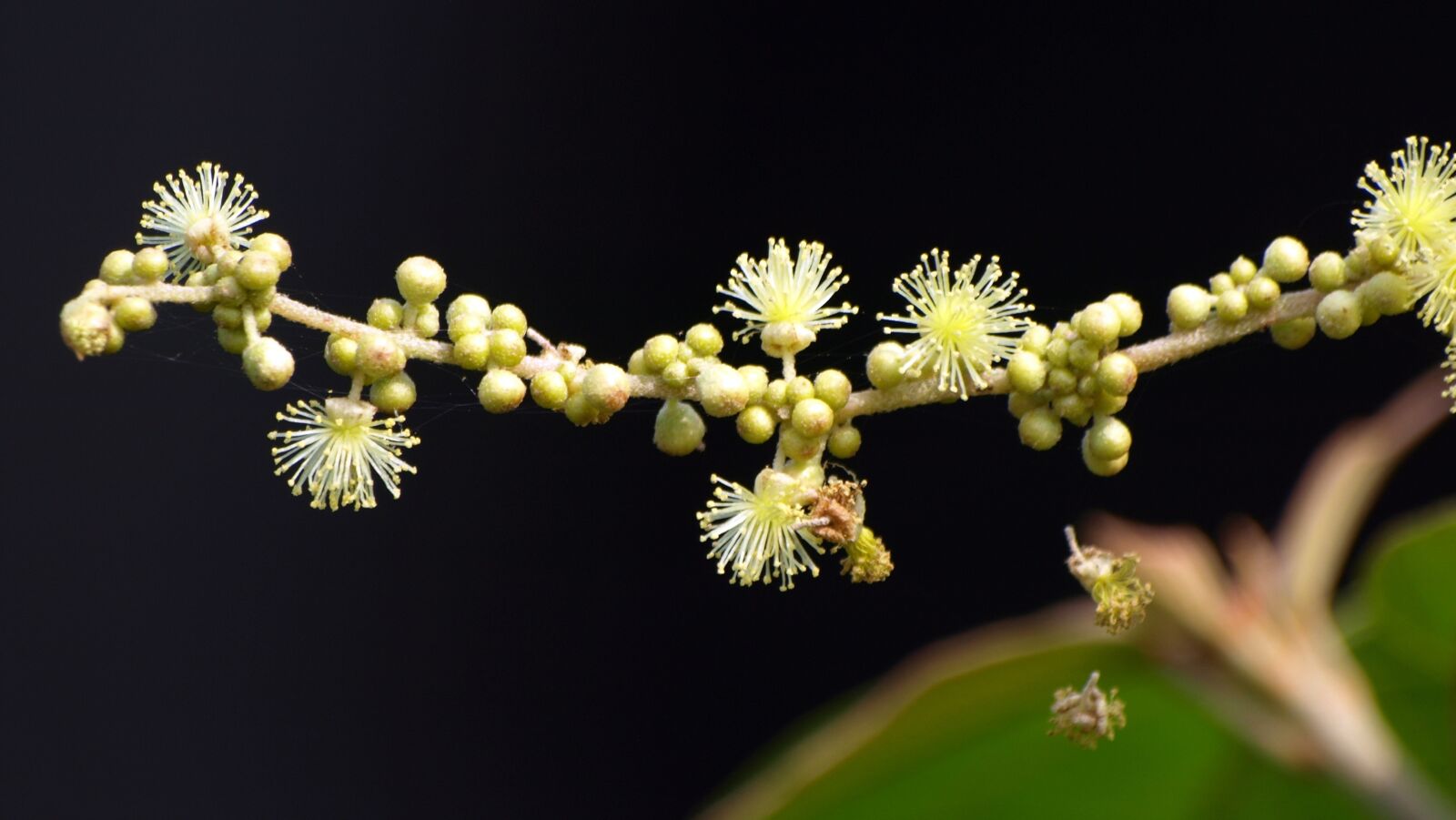 Olympus E-510 (EVOLT E-510) sample photo. Natural, plant, flowers photography