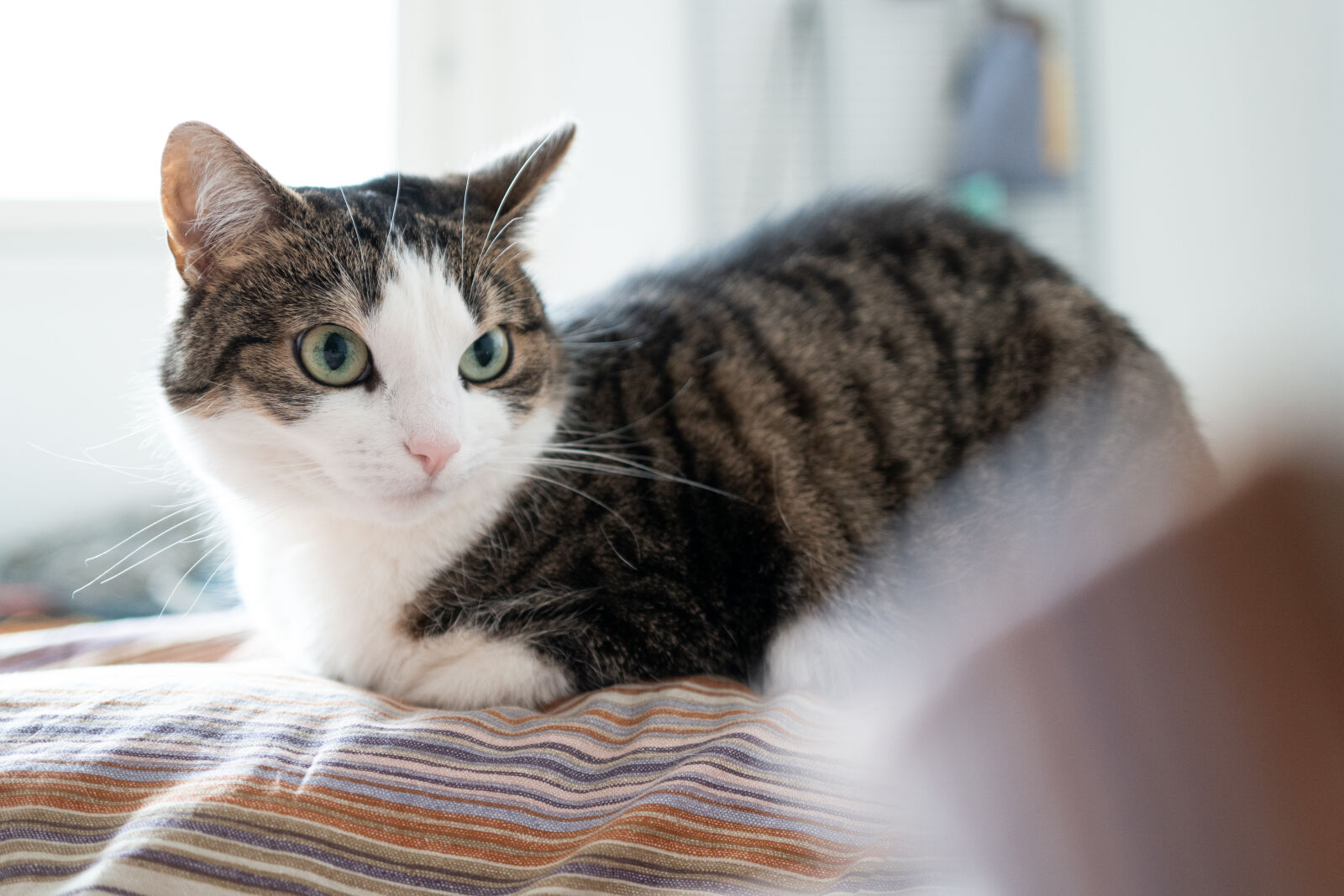 Leica Q3 sample photo. Cat stare photography