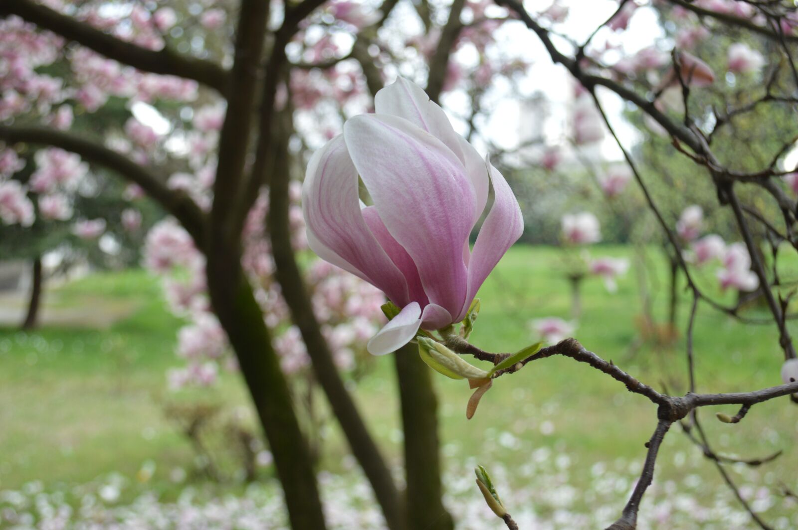 Nikon D3200 sample photo. Rosa, flower, spring photography