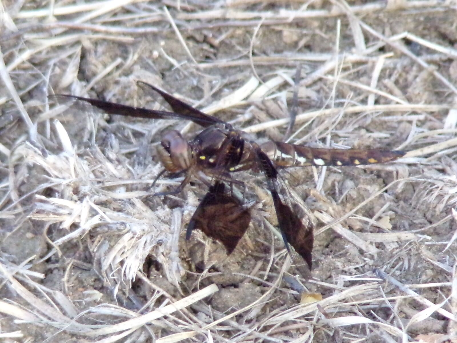 JK KODAK PIXPRO AZ421 sample photo. Dragonfly, nature, insect photography