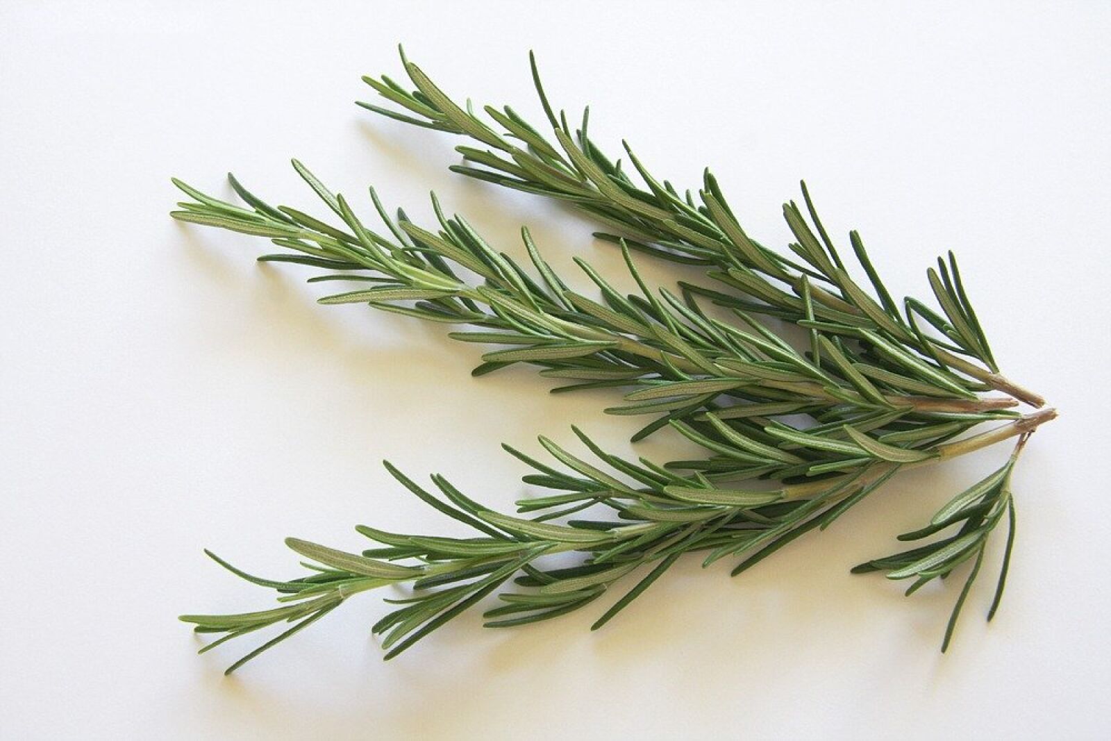 Canon EOS 40D sample photo. Rosemary, spice, kraeuer photography