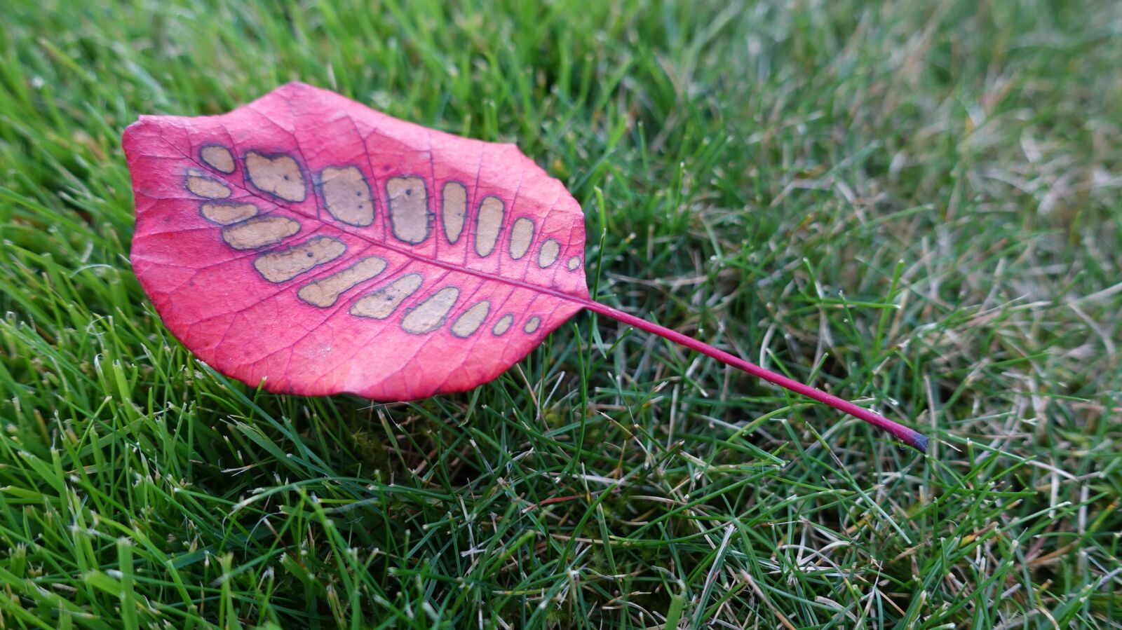 Sony Cyber-shot DSC-RX100 IV sample photo. Fall foliage, leaf, red photography
