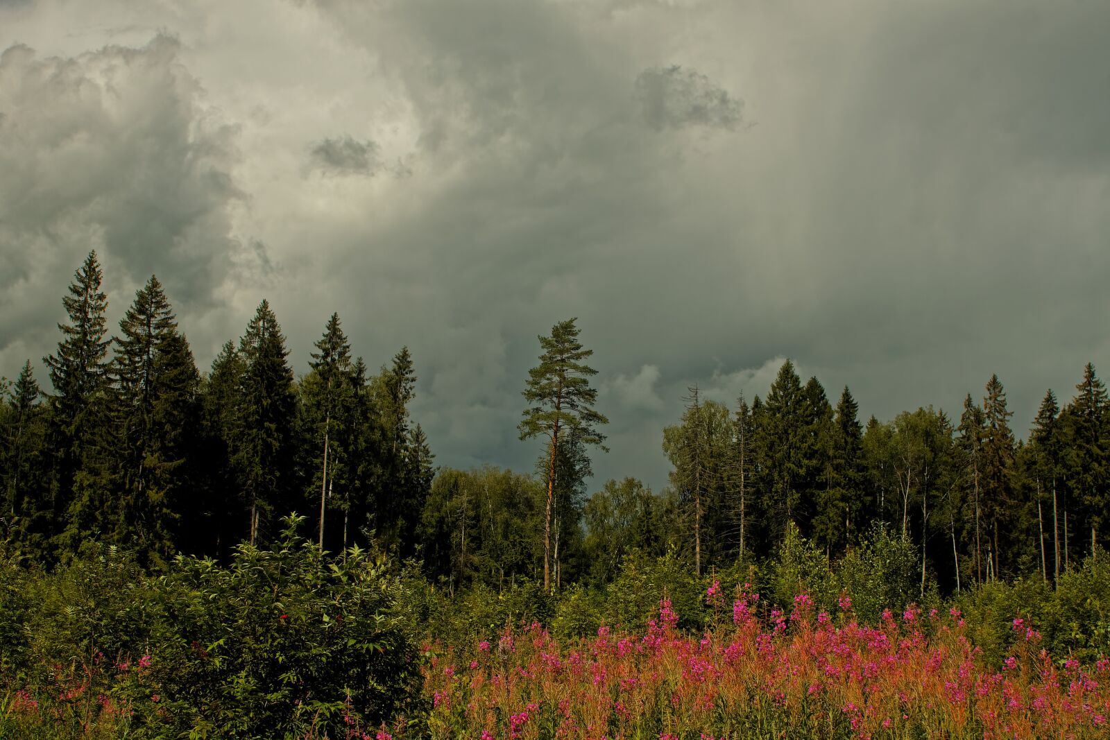 Canon EOS 500D (EOS Rebel T1i / EOS Kiss X3) sample photo. Sky, clouds, forest photography