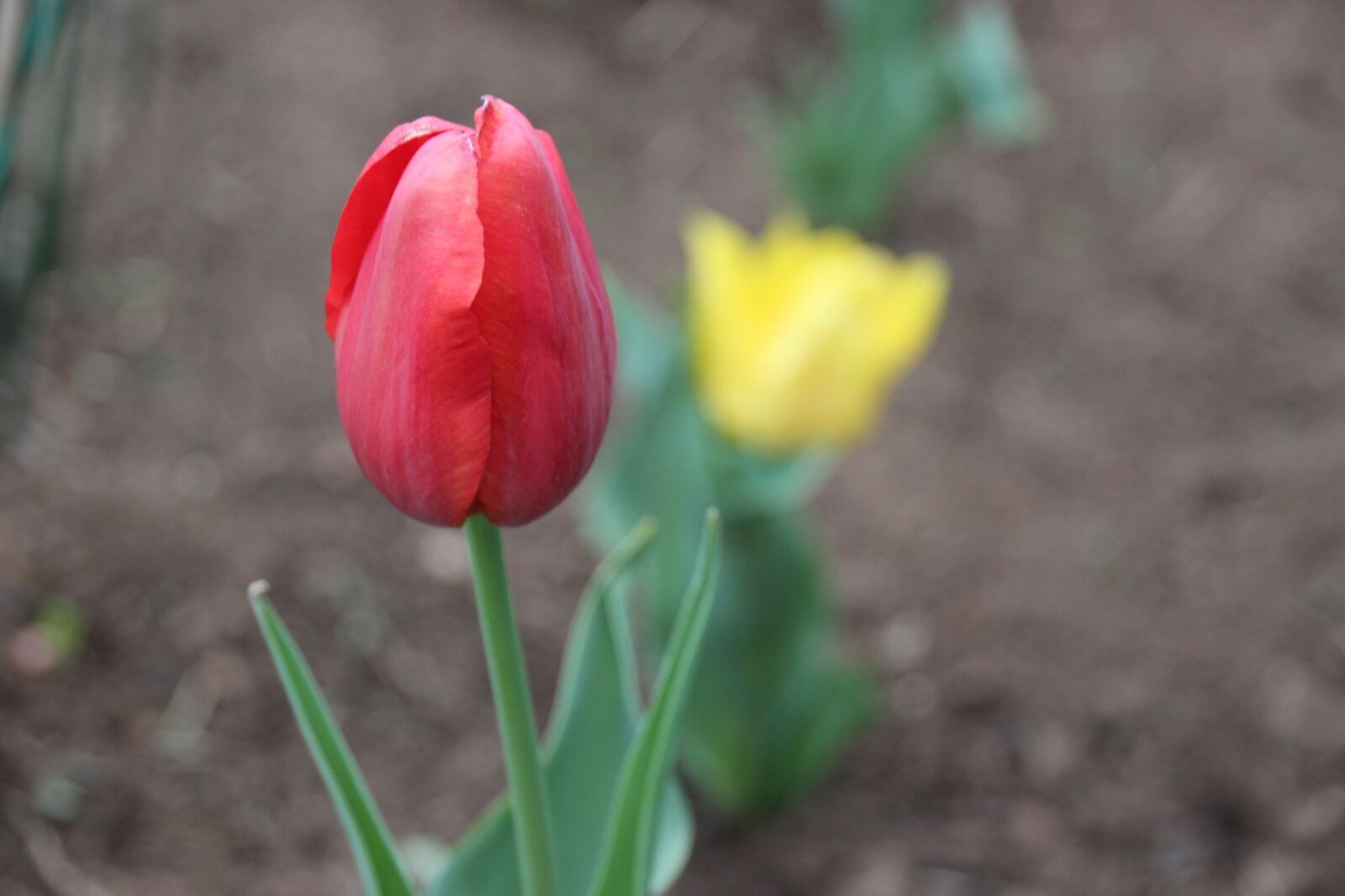 Canon EOS 600D (Rebel EOS T3i / EOS Kiss X5) sample photo. Tulip, flower, red photography