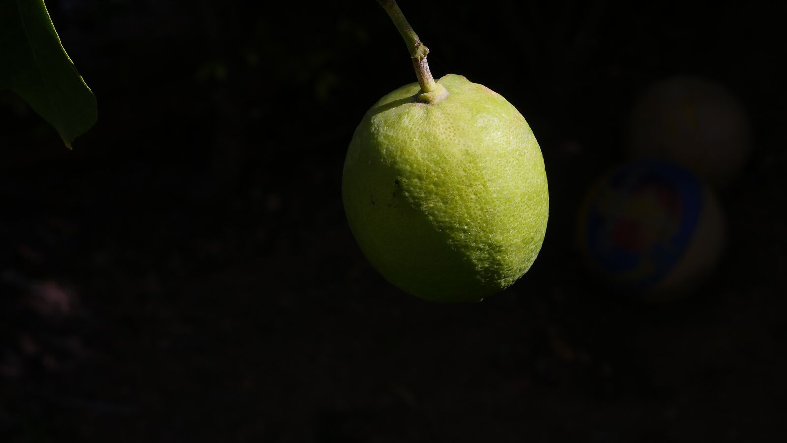 Panasonic Lumix DMC-GH4 sample photo. Lemon, shedow, nature photography