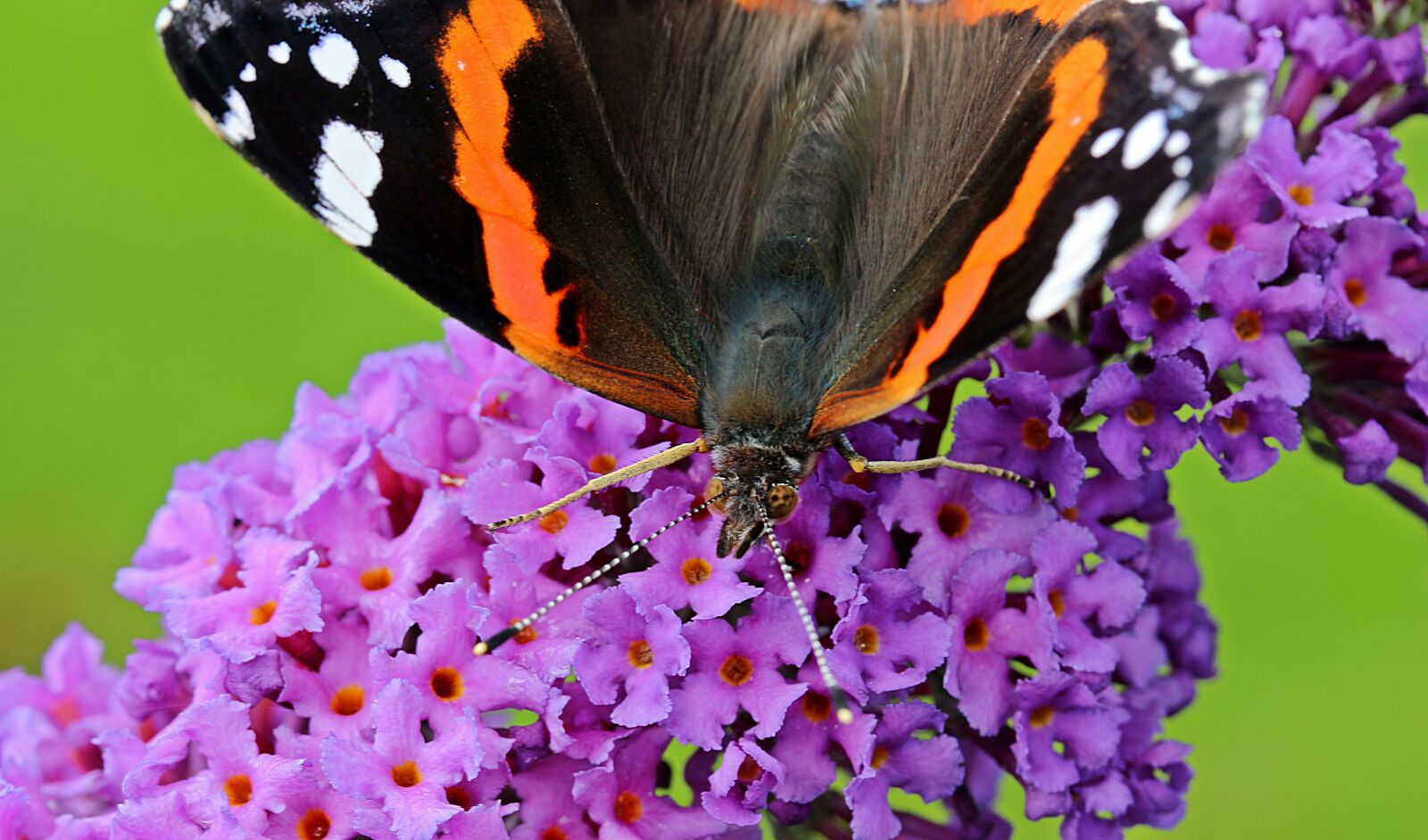 Canon EOS 650D (EOS Rebel T4i / EOS Kiss X6i) sample photo. Admiral, vanessa atalanta, butterfly photography