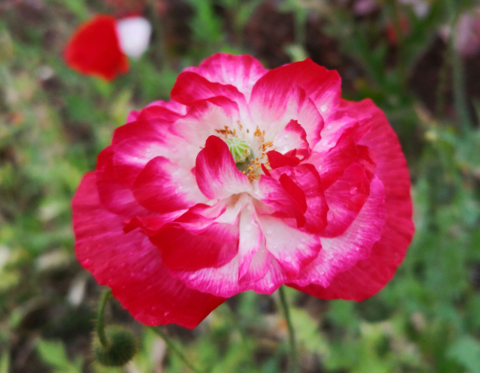 HUAWEI P20 Pro sample photo. Poppy, bright red, plant photography