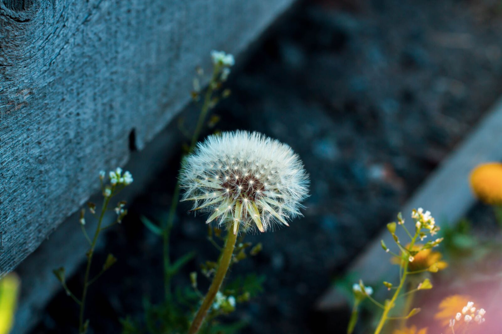 Canon EOS 1100D (EOS Rebel T3 / EOS Kiss X50) + Canon EF 50mm F1.8 II sample photo. Dandelion, spring, flower photography