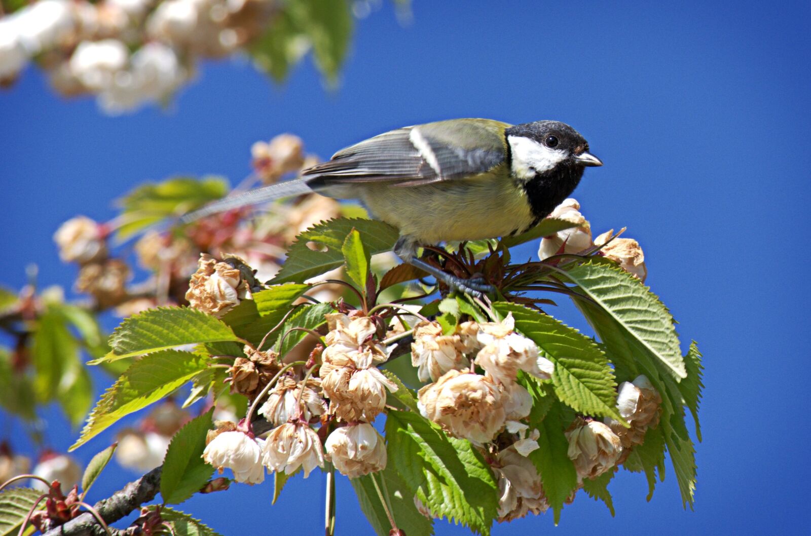 55.0-200.0mm f/4.0-f/5.6 sample photo. Bird, tit, parus major photography