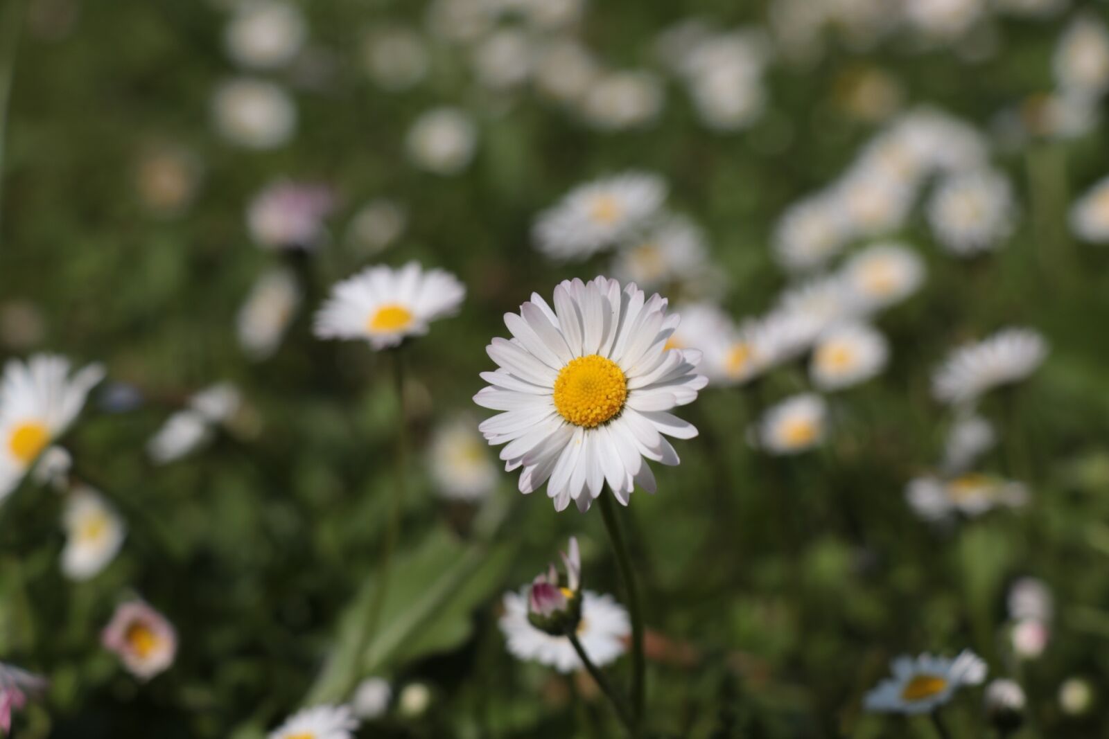 Canon EOS 80D sample photo. Margaret, flower, green photography
