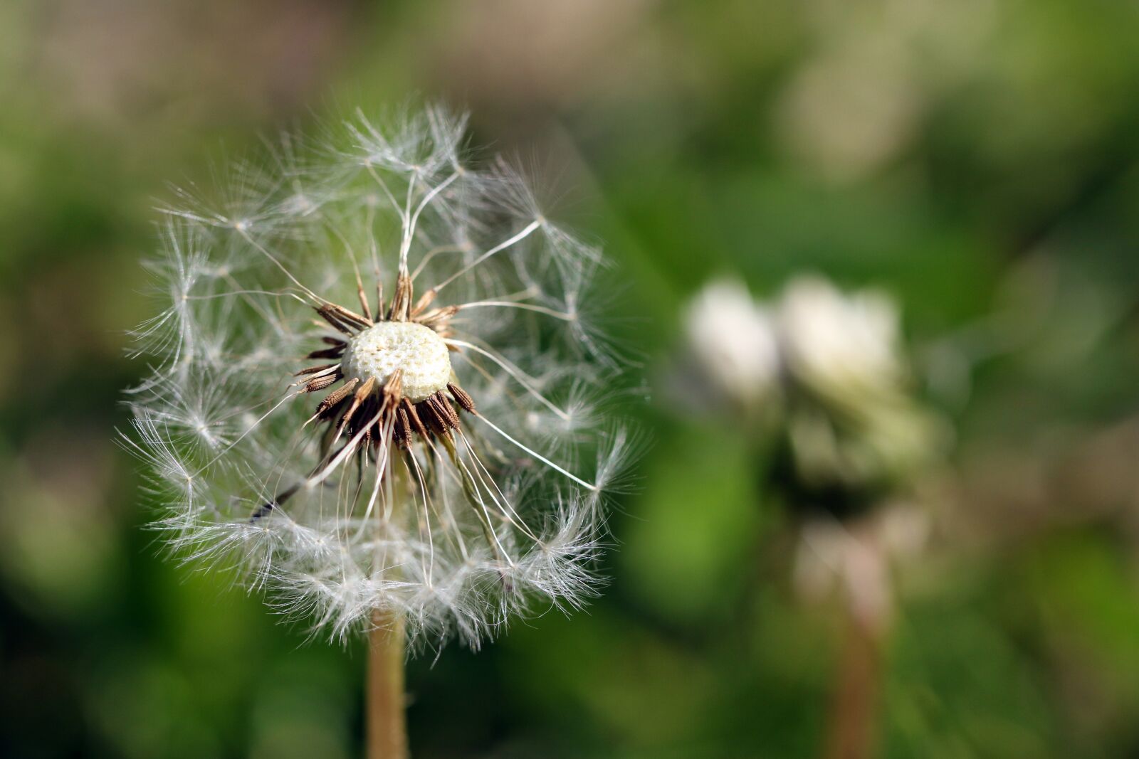 Canon EOS 7D Mark II sample photo. Dandelion, sonchus oleraceus, taraxacum photography