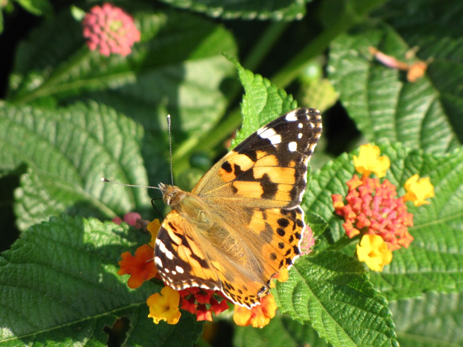 Canon PowerShot SX10 IS sample photo. Butterfly, flower, spring photography