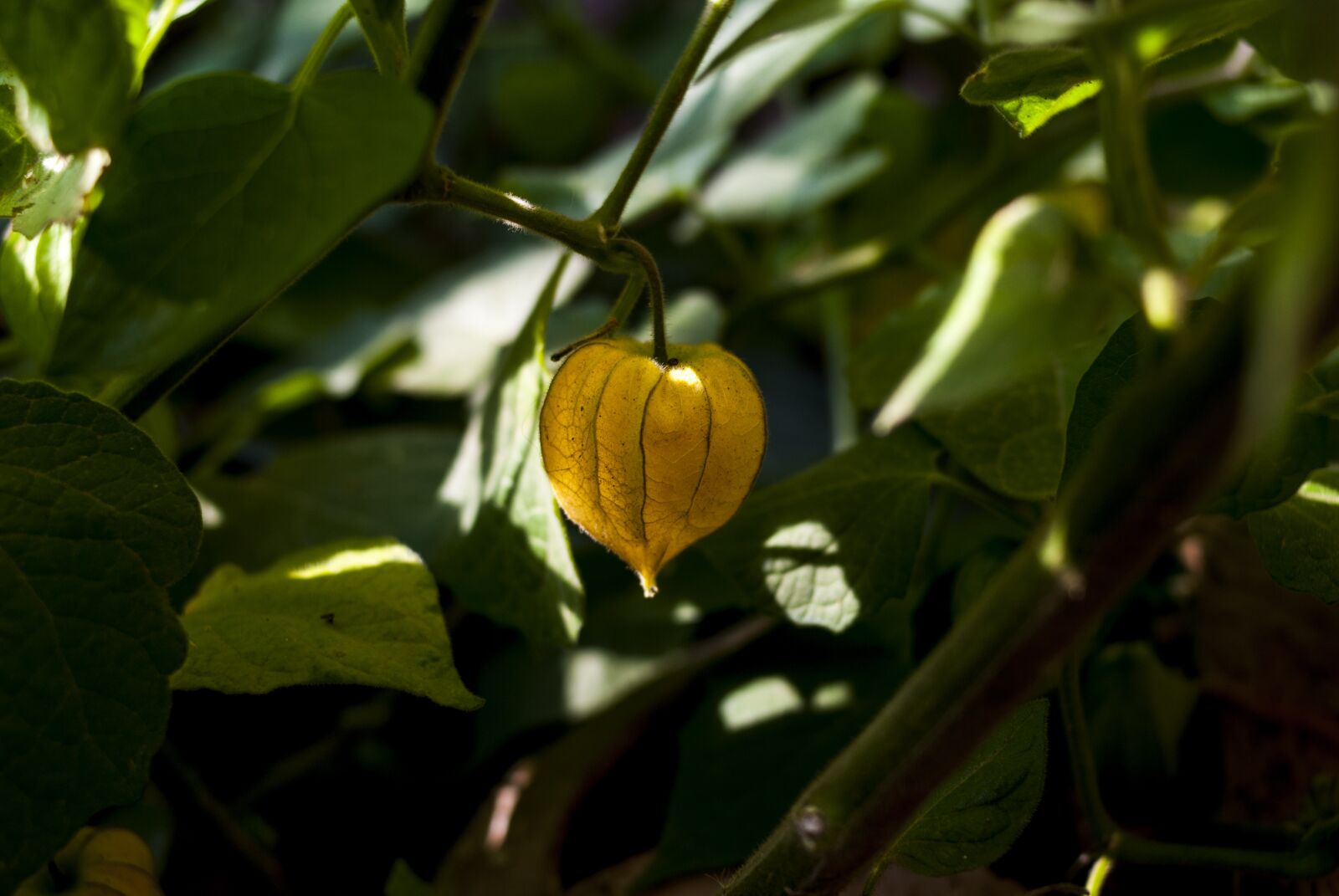Nikon D60 sample photo. Uvilla, leaf, food photography