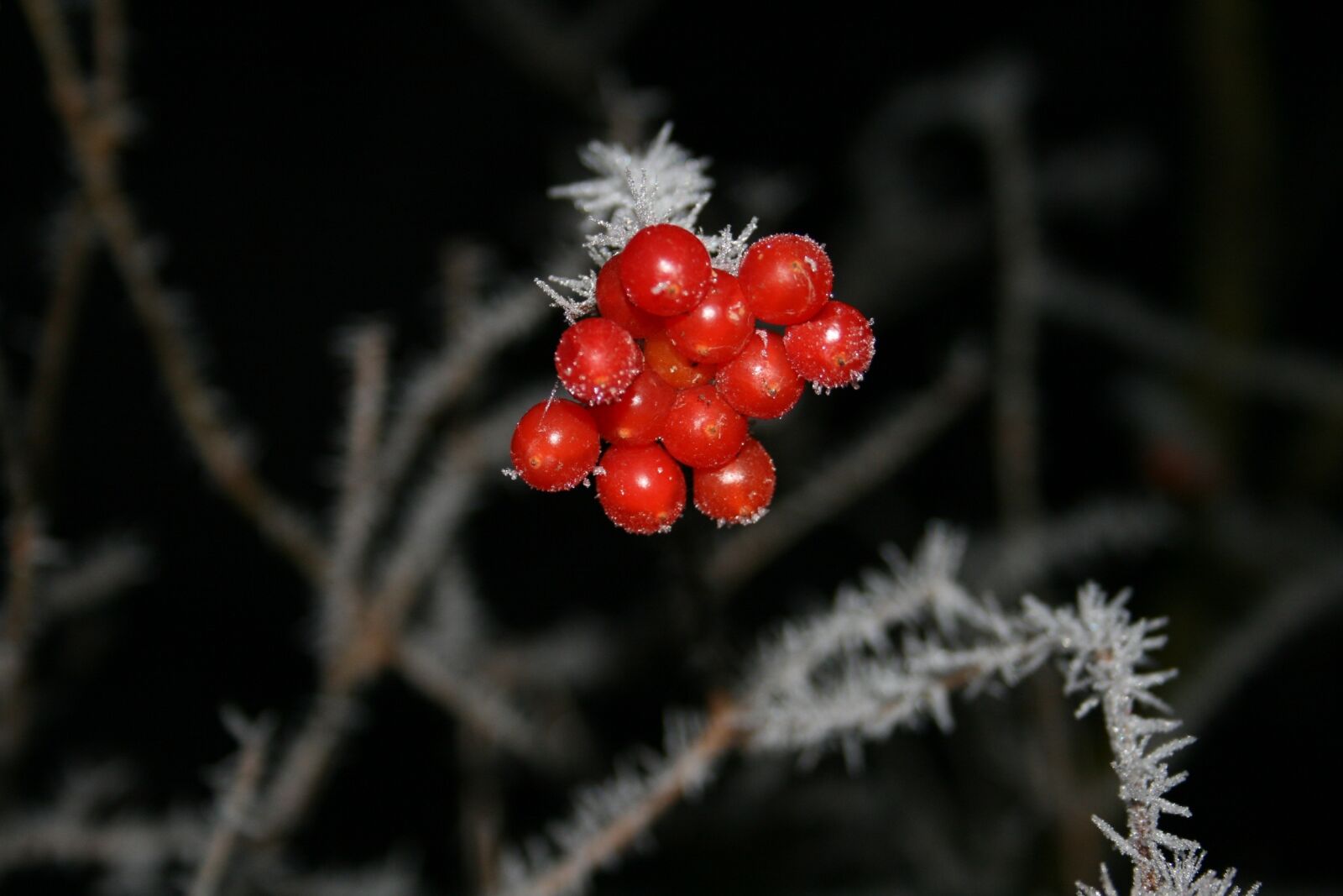 Canon EOS 400D (EOS Digital Rebel XTi / EOS Kiss Digital X) sample photo. Winter, fruit, fruits photography
