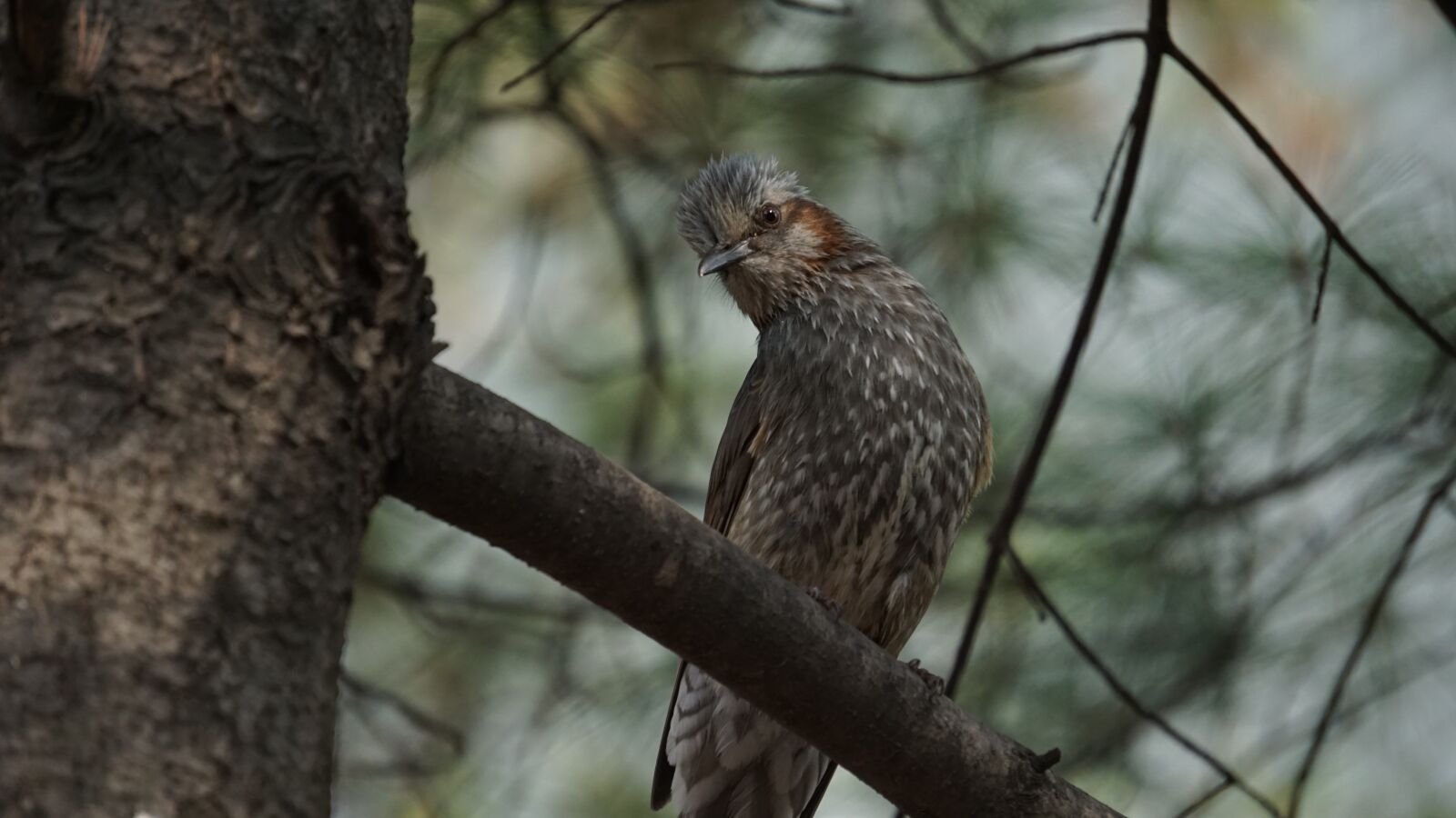 Sony E 55-210mm F4.5-6.3 OSS sample photo. Nature, new, wildlife photography