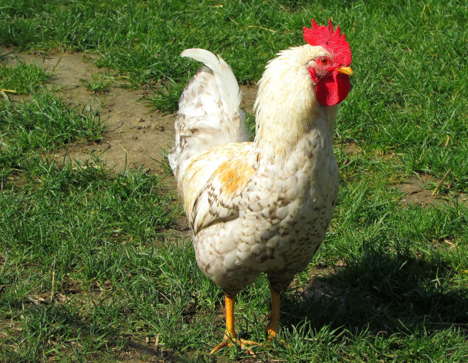Canon PowerShot SX500 IS sample photo. Chicken, hahn, animal world photography