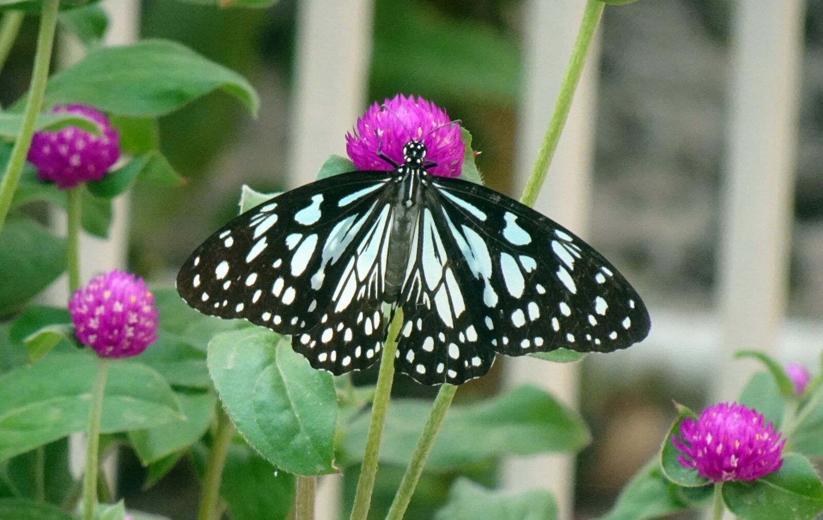 Sony DSC-WX800 sample photo. Butterfly, tirumala limniace, blue photography