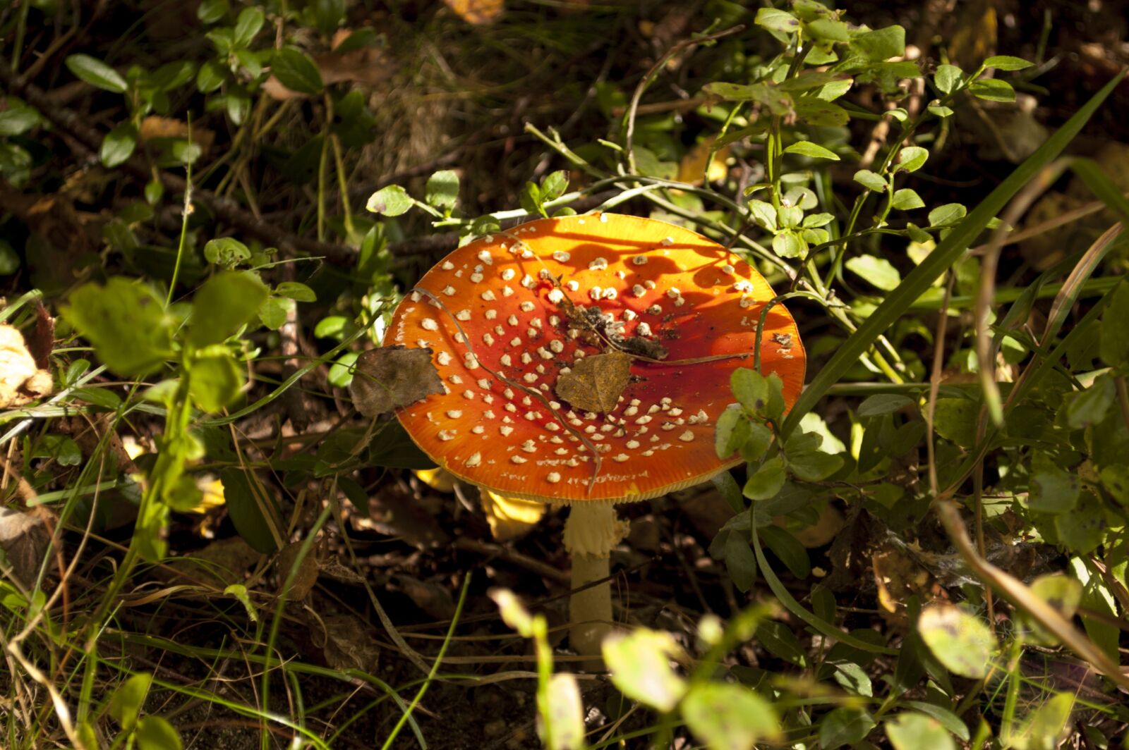 Nikon D40 sample photo. Fly agaric, mushroom, toxic photography