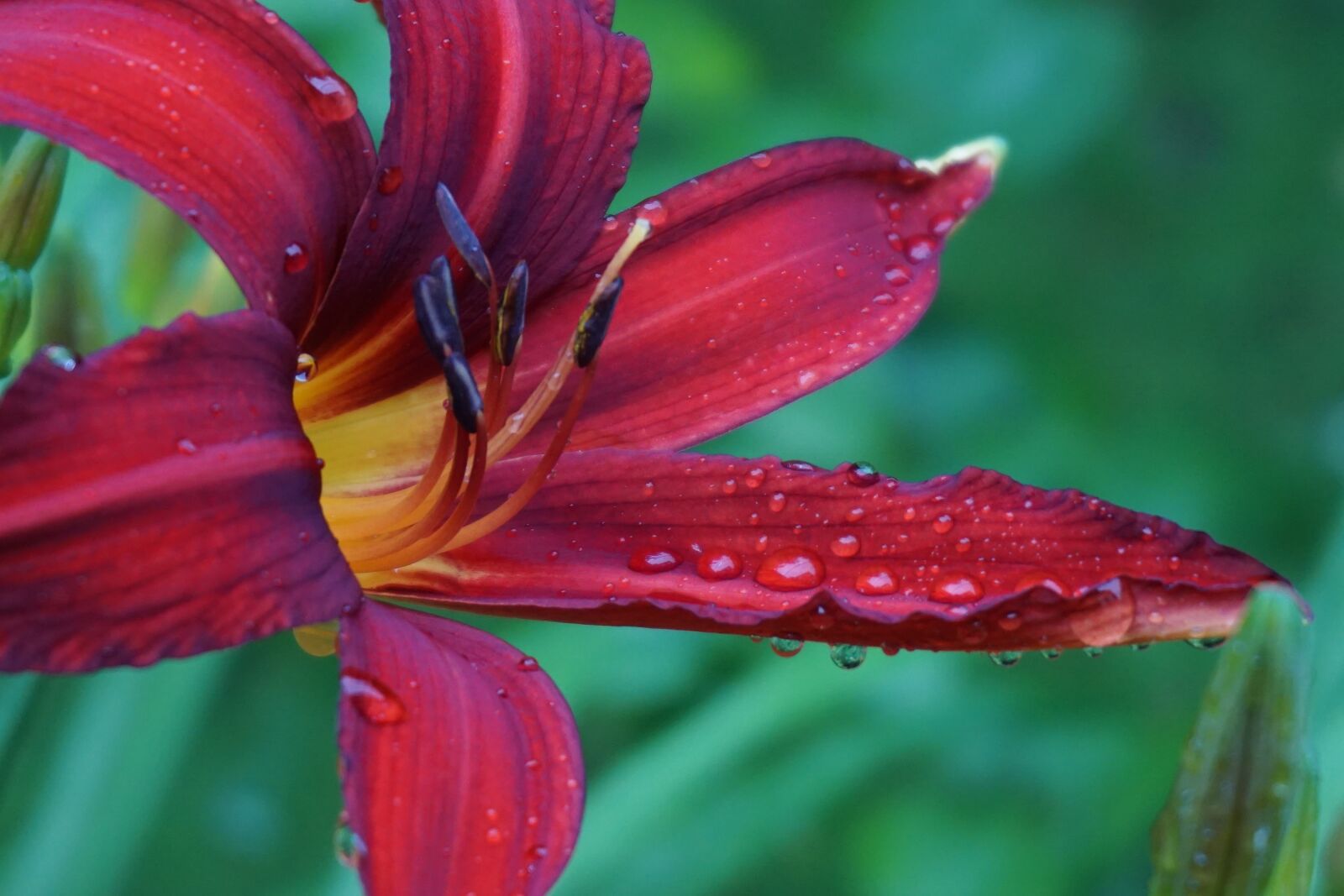 Sony a6000 sample photo. Blossom, bloom, lilies photography