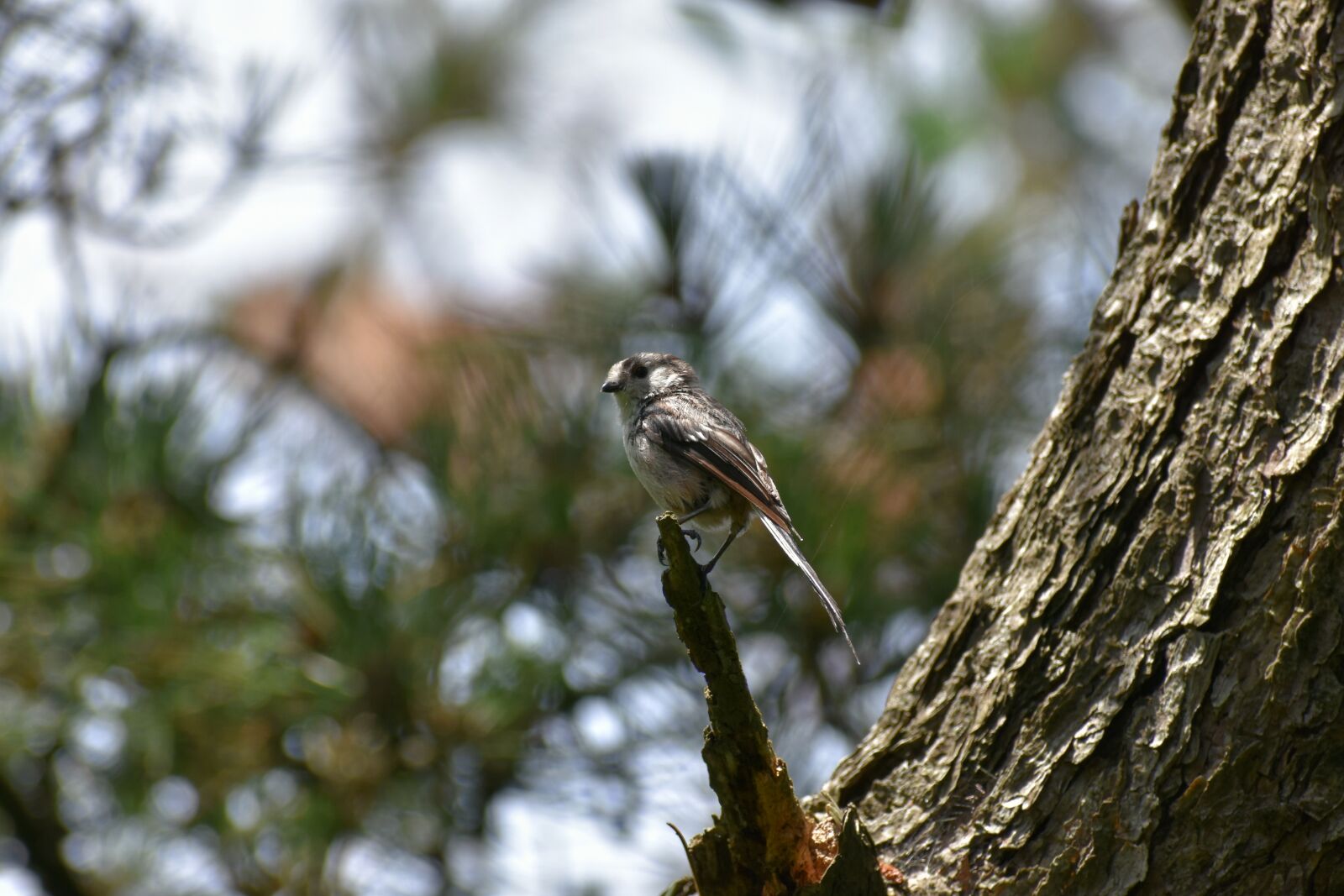 Nikon D7200 sample photo. Animal, forest, green photography