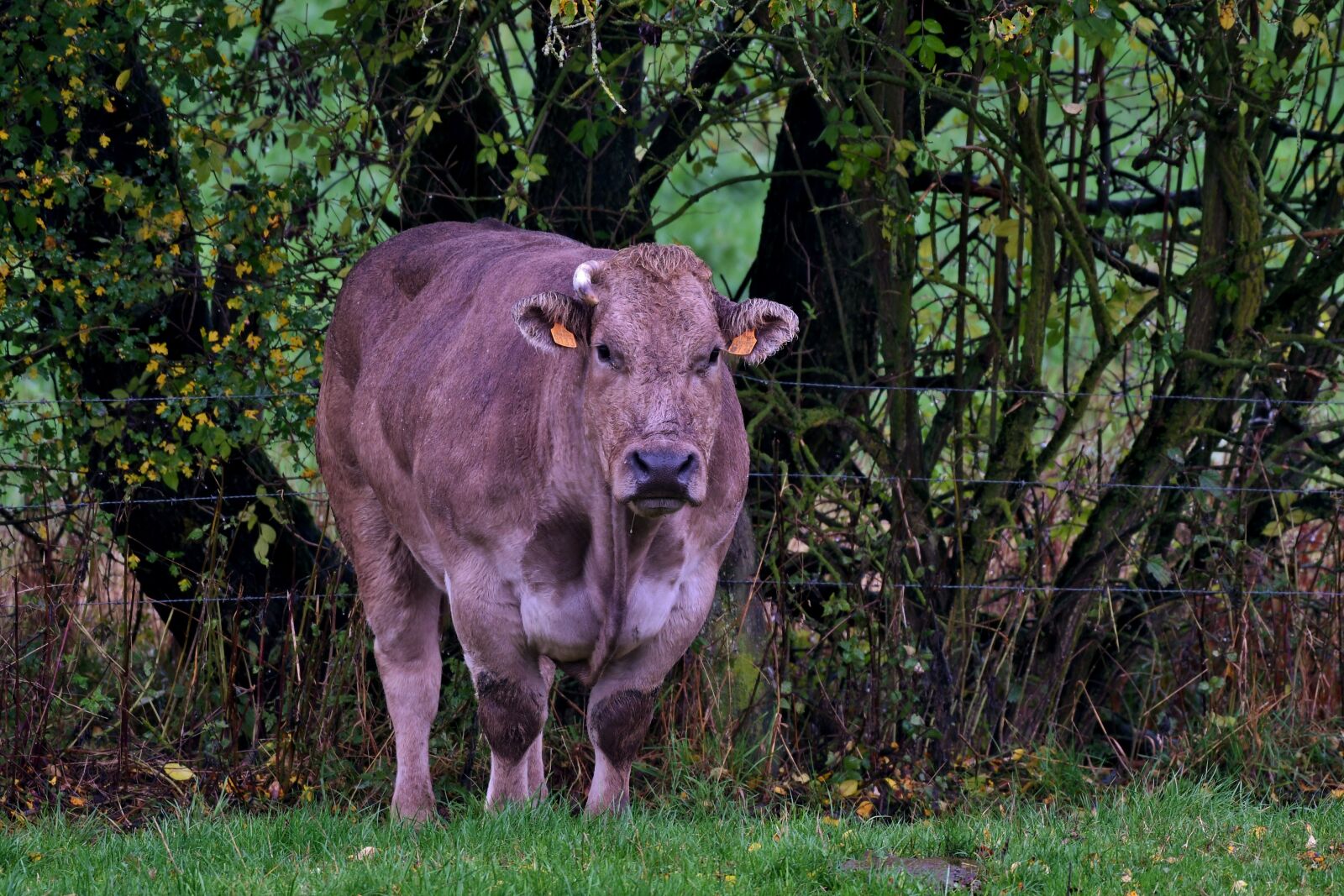 Nikon D500 sample photo. Cow, herkauwer, mammal photography