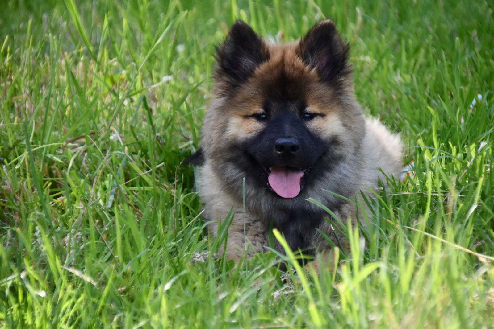 Nikon D5600 sample photo. Dog, pup, eurasier puppy photography