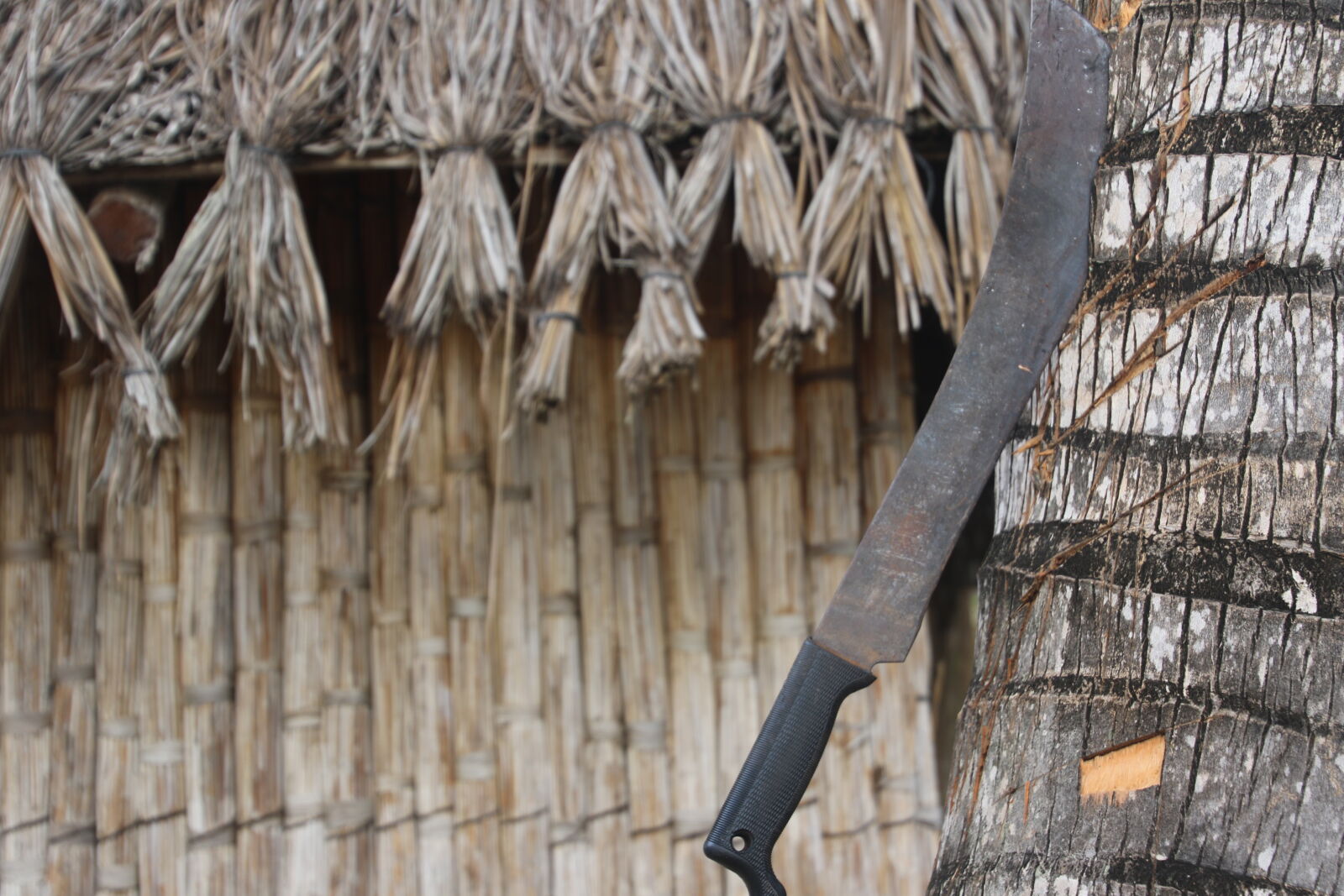 Canon EOS 7D Mark II sample photo. Cut, grass, house, palm photography