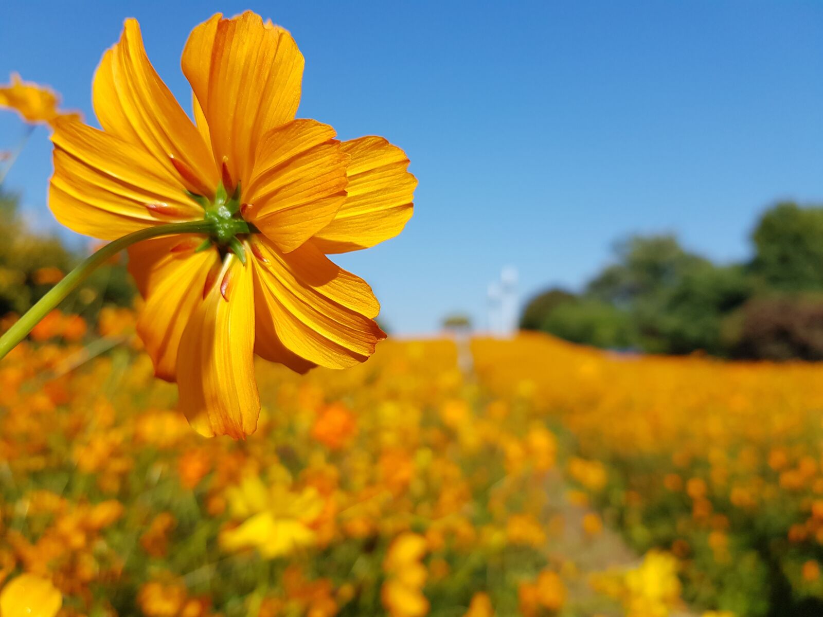 Samsung Galaxy S8 sample photo. Cosmos, autumn, olympic park photography