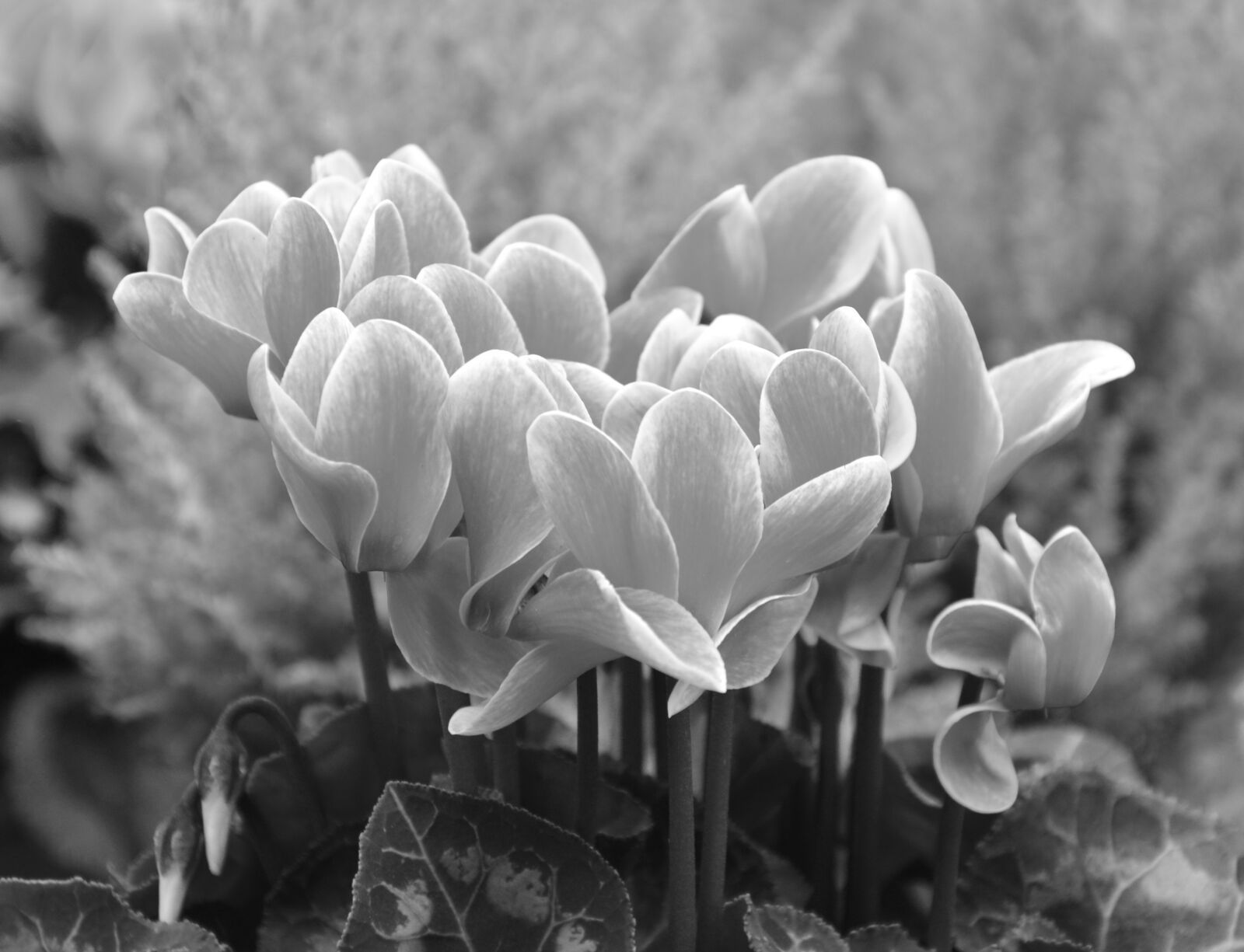 Nikon D5200 sample photo. Flower, cyclamen, garden photography