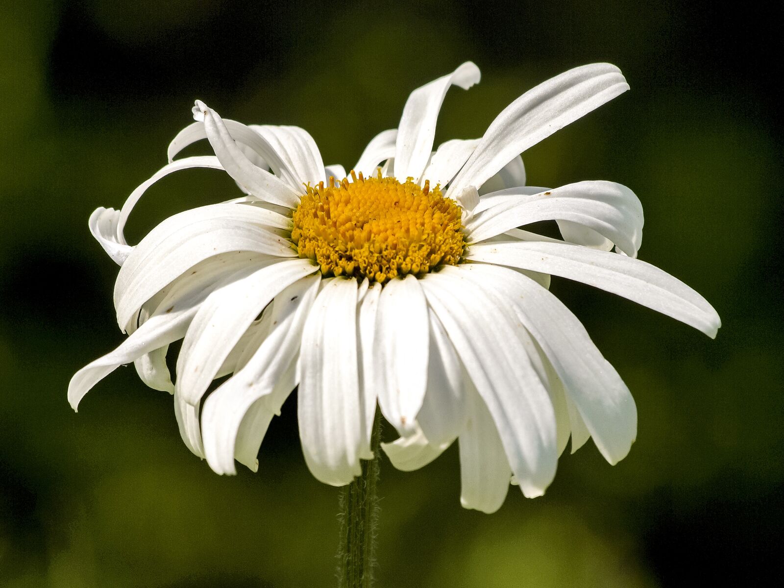 Olympus E-3 sample photo. Marguerite, flower, blossom photography
