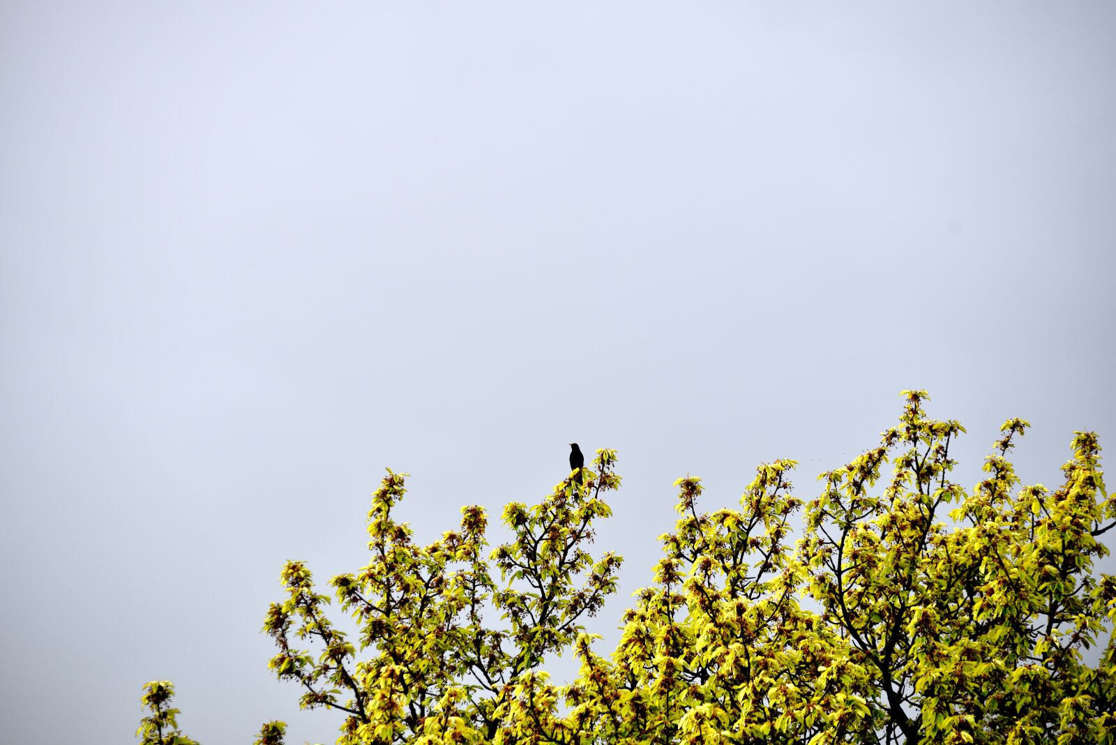 Nikon D750 sample photo. Nature, bird, flowers photography