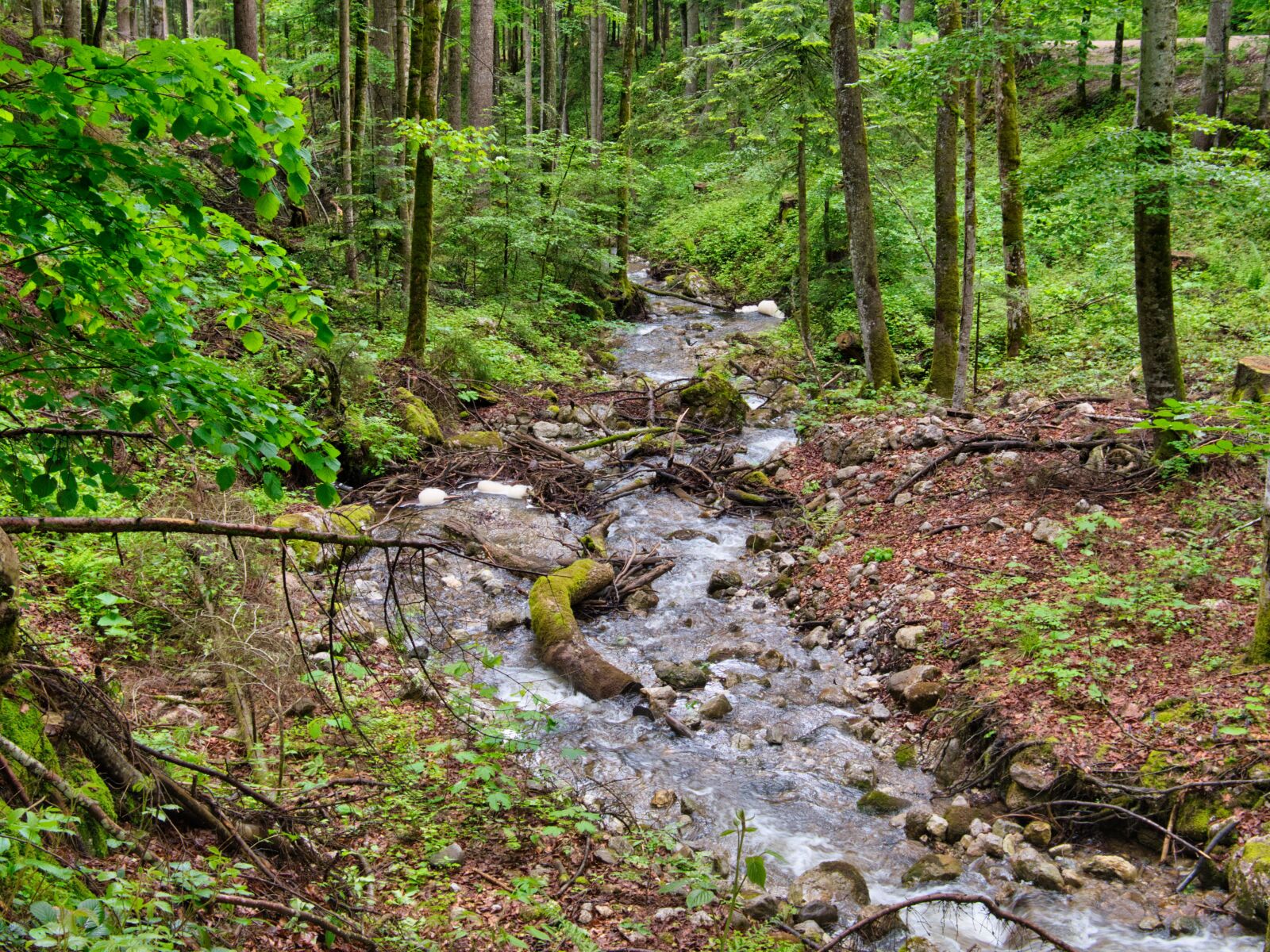 Nikon D7500 sample photo. Torrent, bach, nature photography