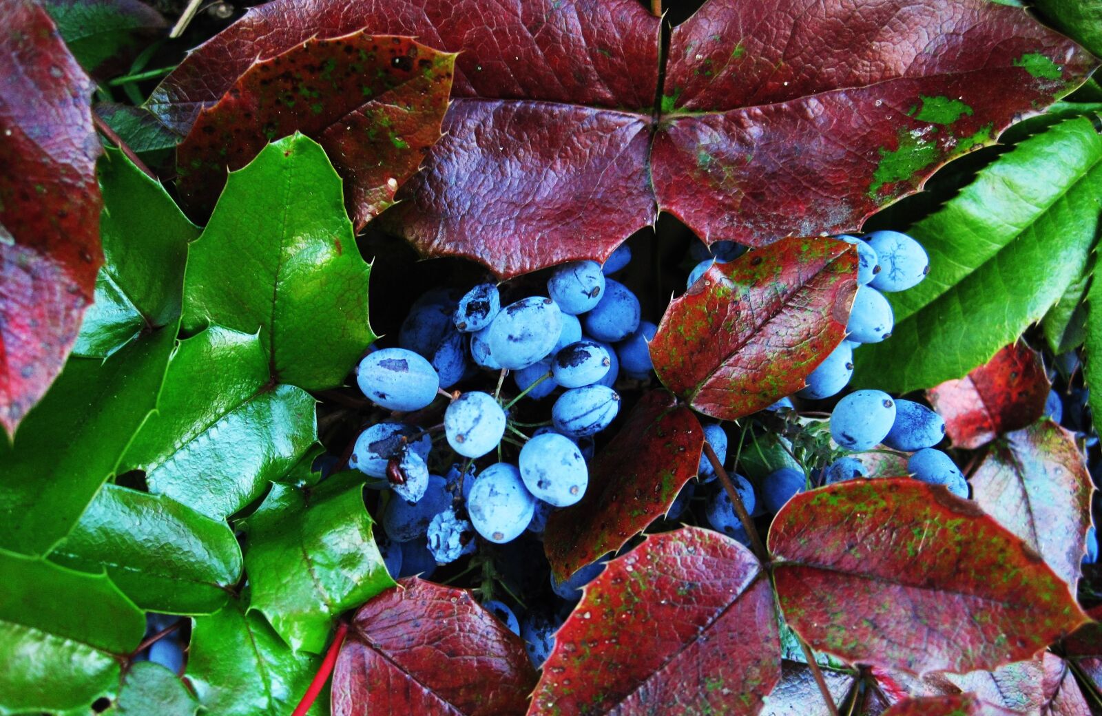 Canon PowerShot SD1200 IS (Digital IXUS 95 IS / IXY Digital 110 IS) sample photo. The oregon-grape berries, evergreen photography