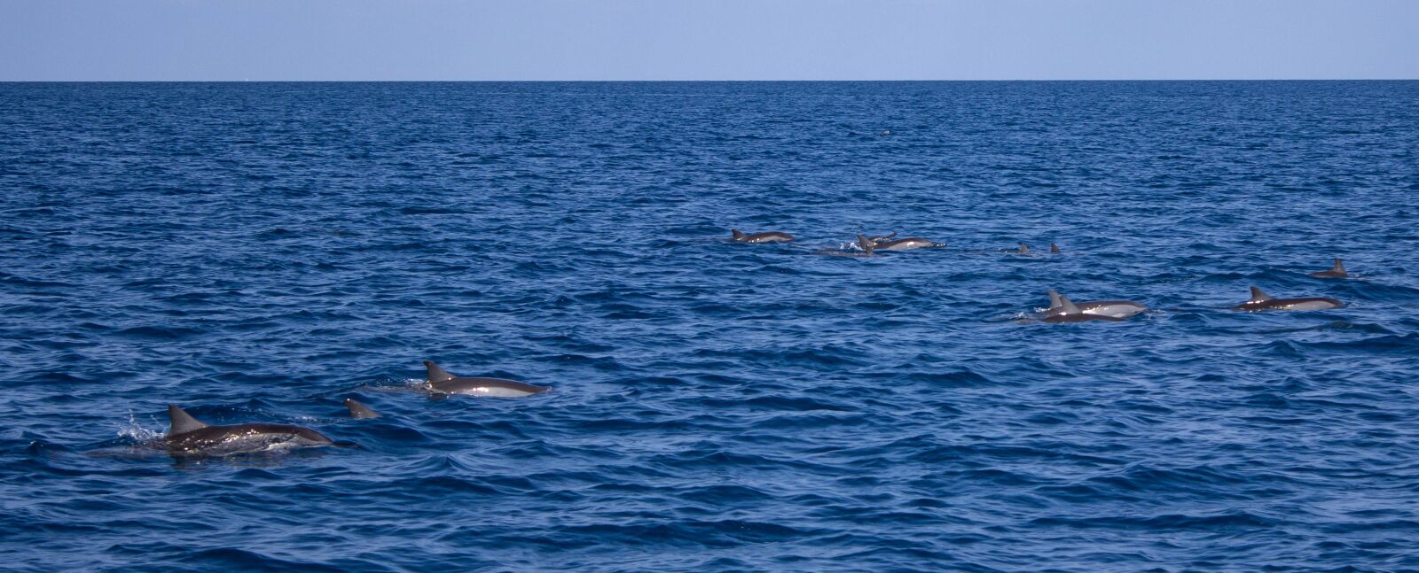 Canon EOS 600D (Rebel EOS T3i / EOS Kiss X5) sample photo. Dolphins, sea, marine photography
