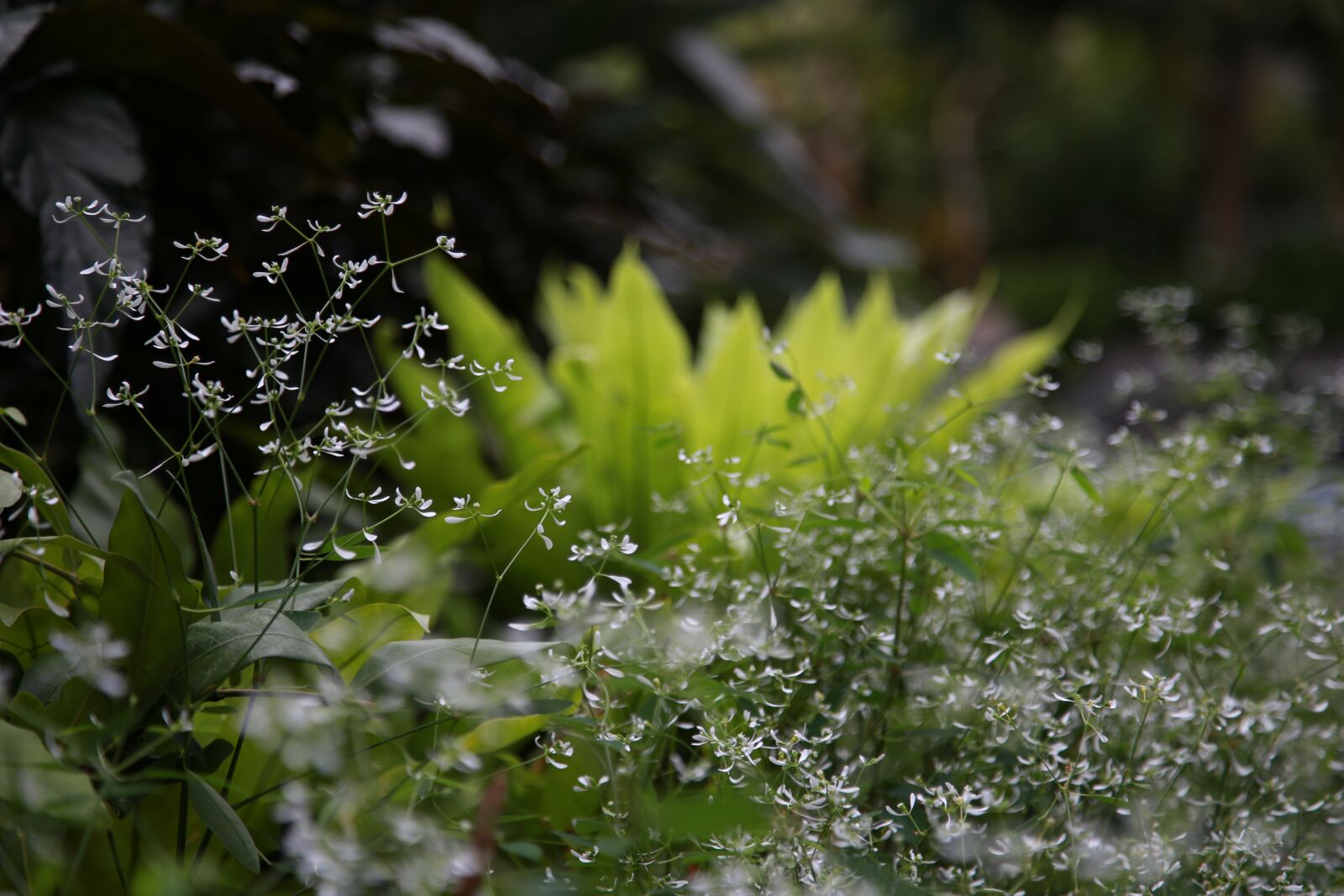 Canon EOS 6D + Canon EF 24-105mm F4L IS USM sample photo. Wildflower, flowers, plants photography