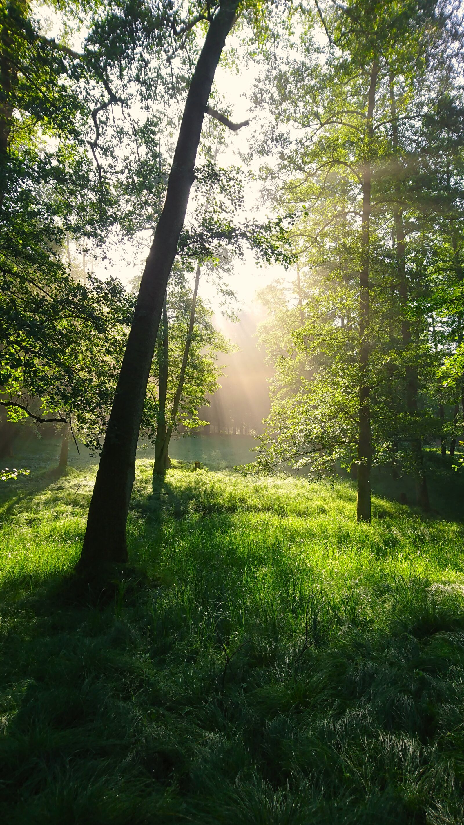 Sony Xperia XZ sample photo. Forest, morning, light photography